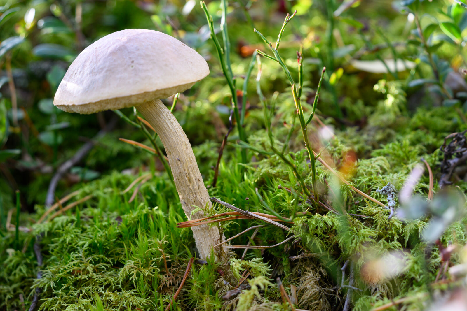 Nikon Z8 sample photo. Mushroom ground photography