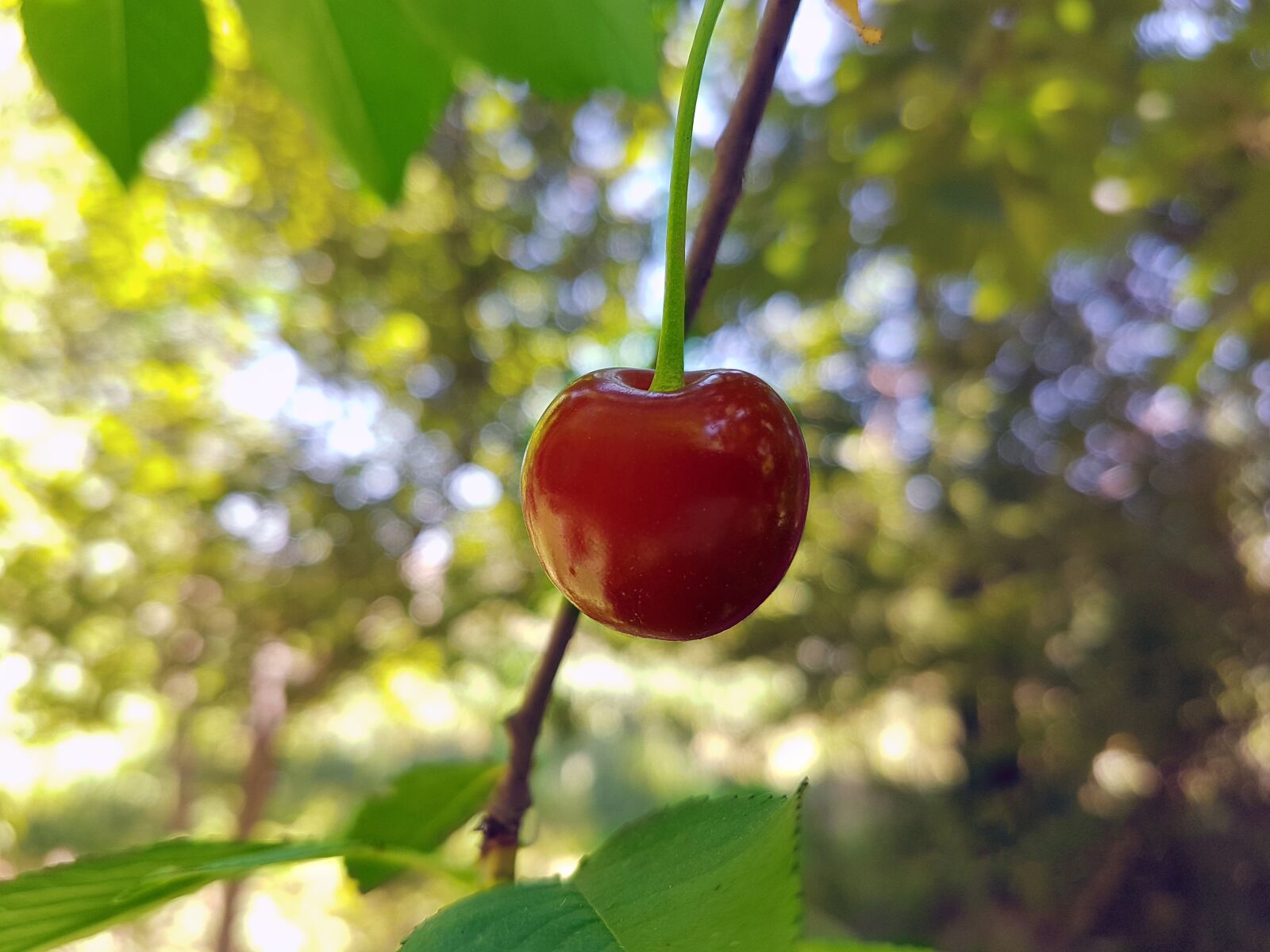 Samsung Galaxy S7 Edge sample photo. Cherry, sour cherry, fruit photography