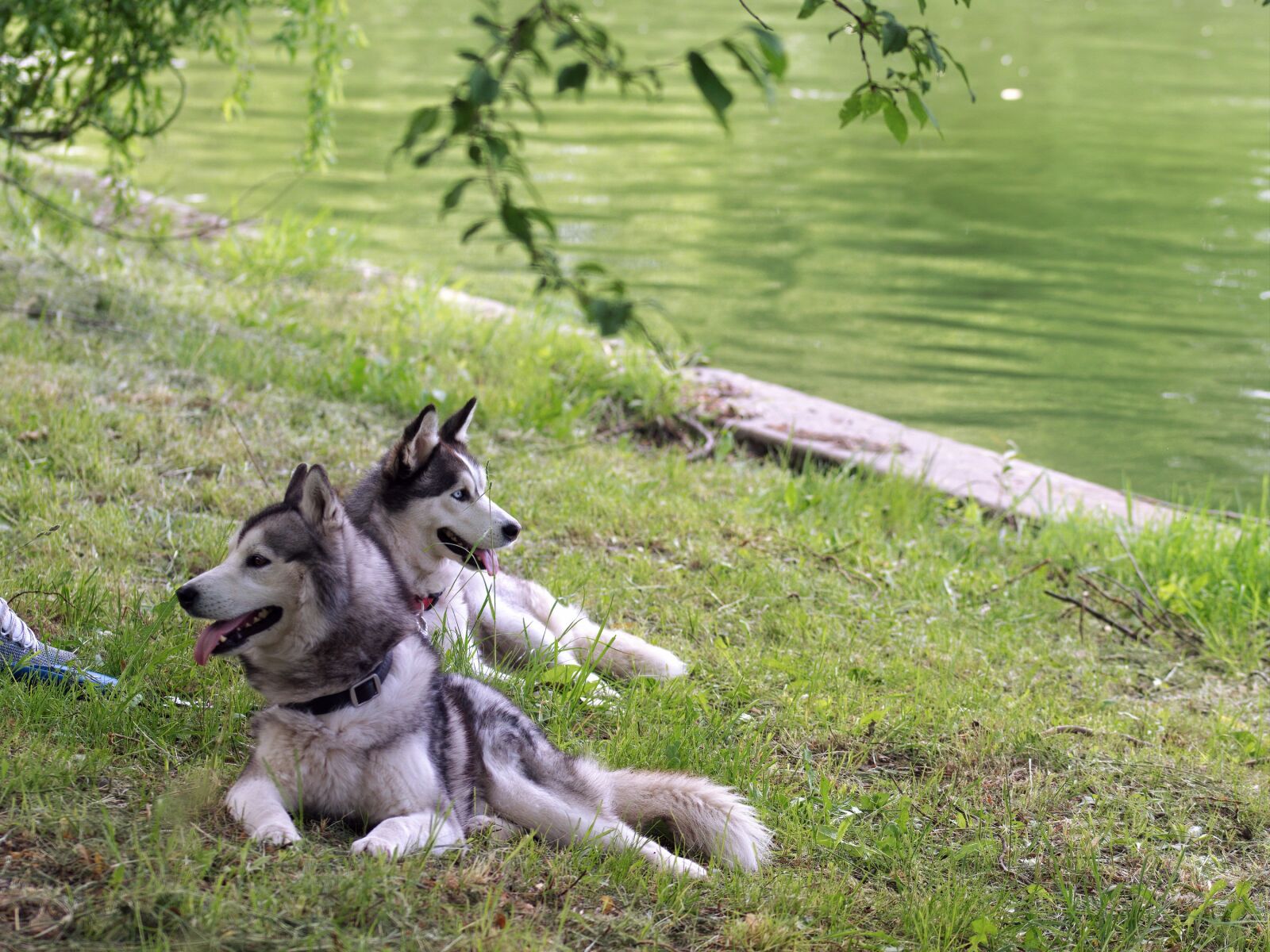 Nikon D5300 sample photo. Dogs, husky, pet photography