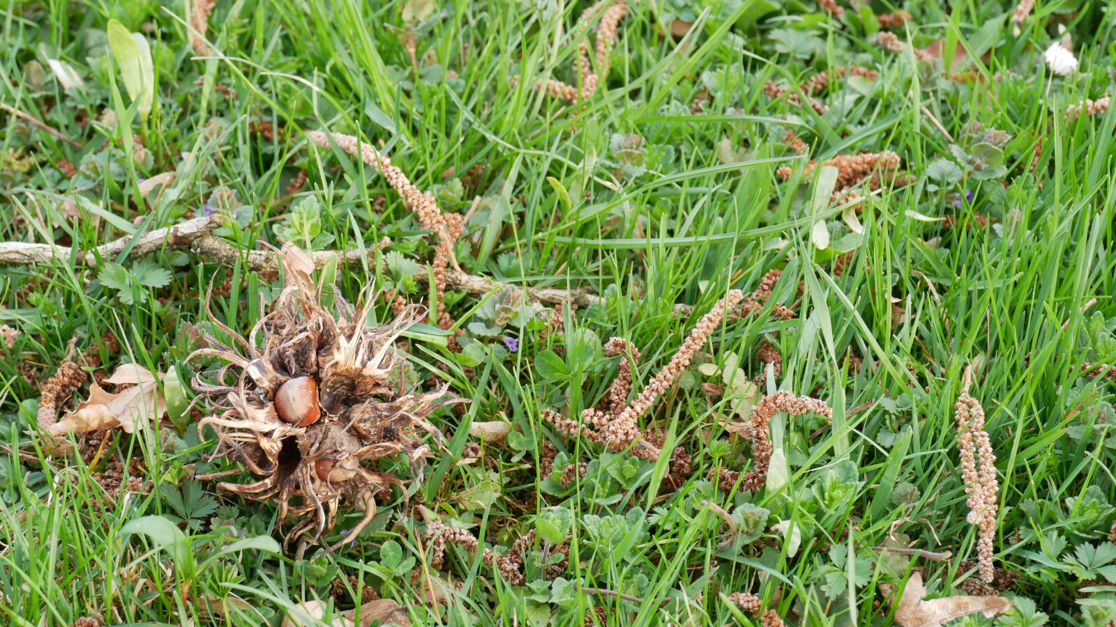 Panasonic Lumix DMC-GX85 (Lumix DMC-GX80 / Lumix DMC-GX7 Mark II) sample photo. Hazelnut, nature photography