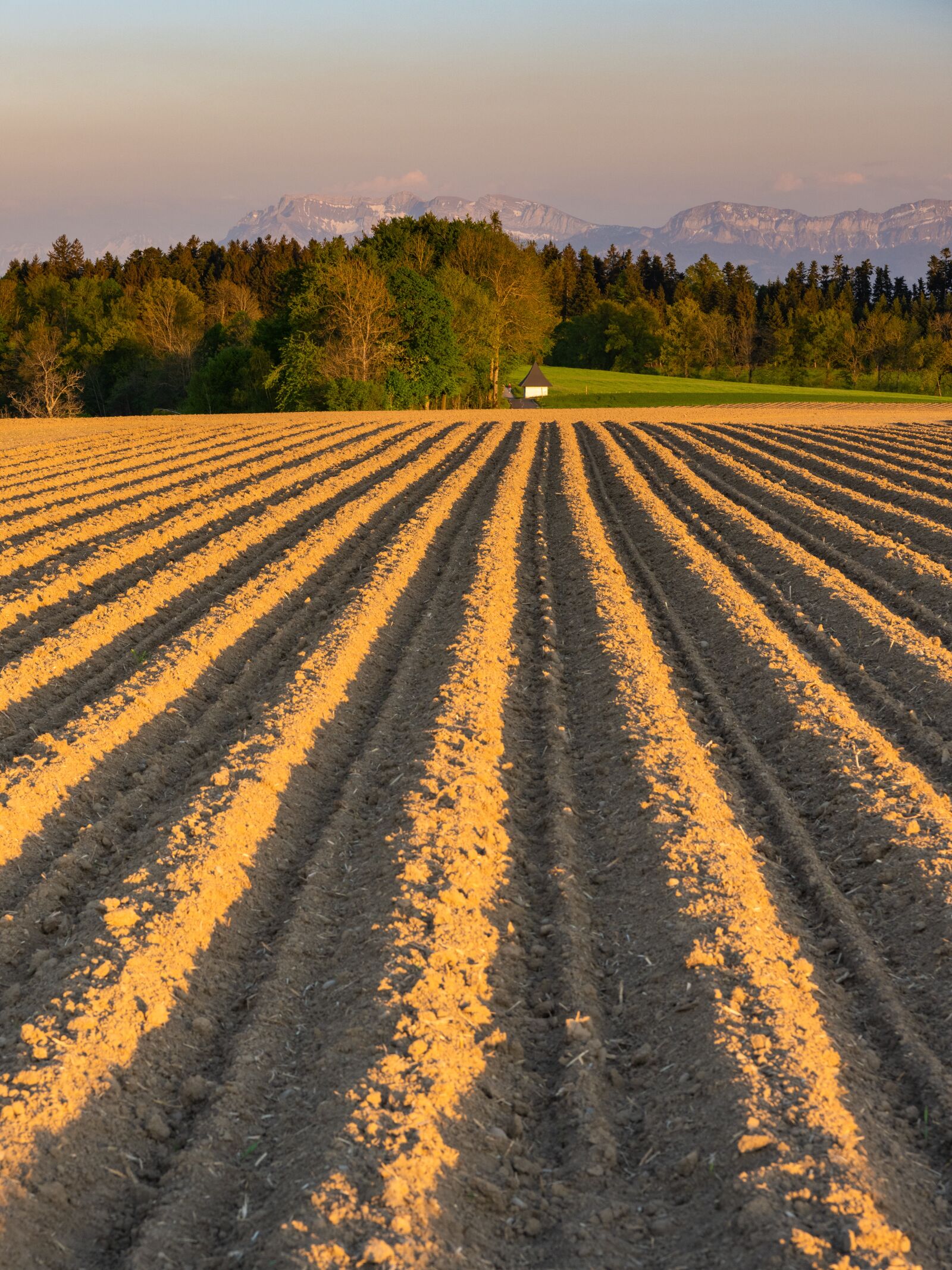 Nikon Z7 sample photo. Arable, ridge, potatoes photography