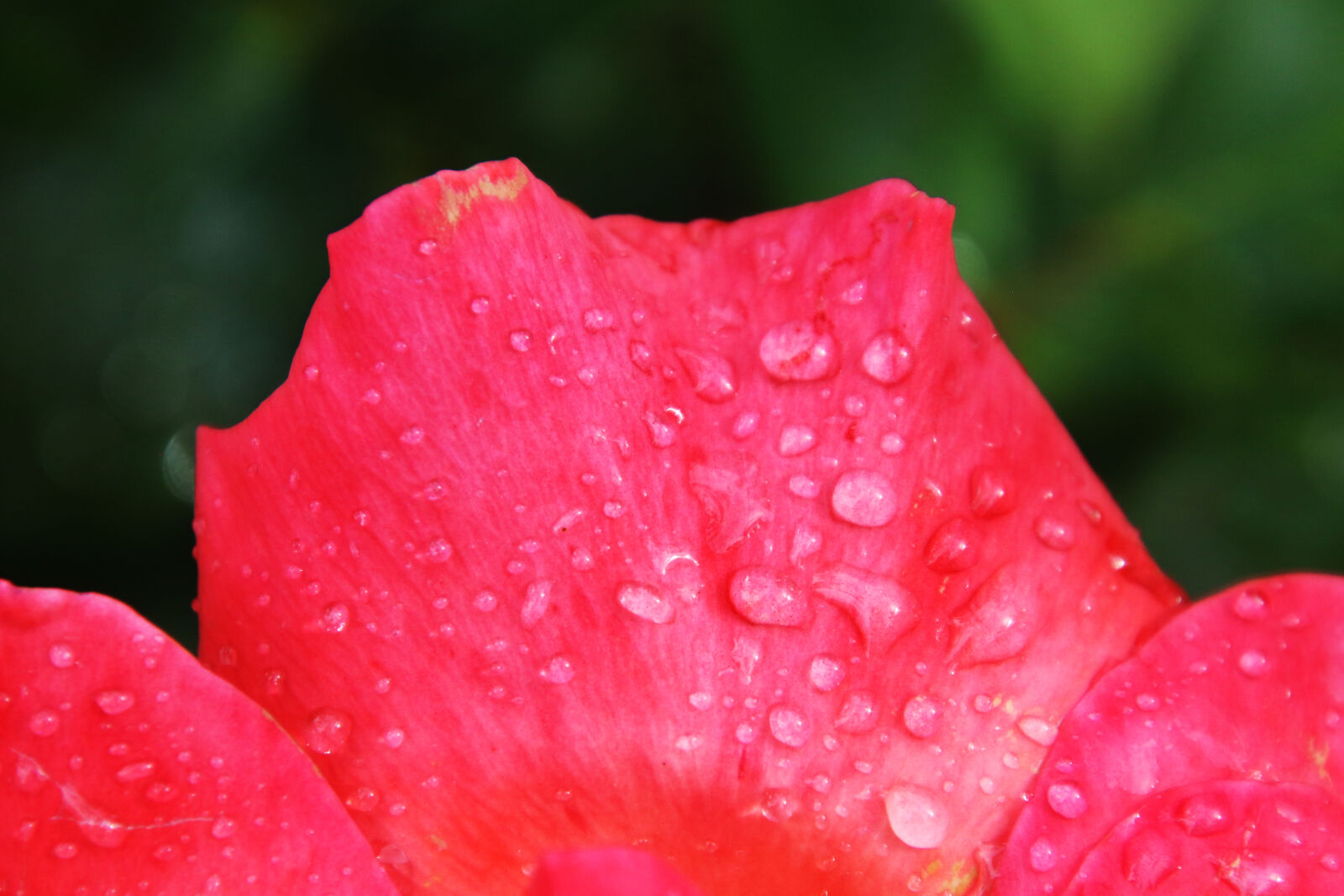 Canon EOS 7D Mark II sample photo. After, the, rain, garden photography