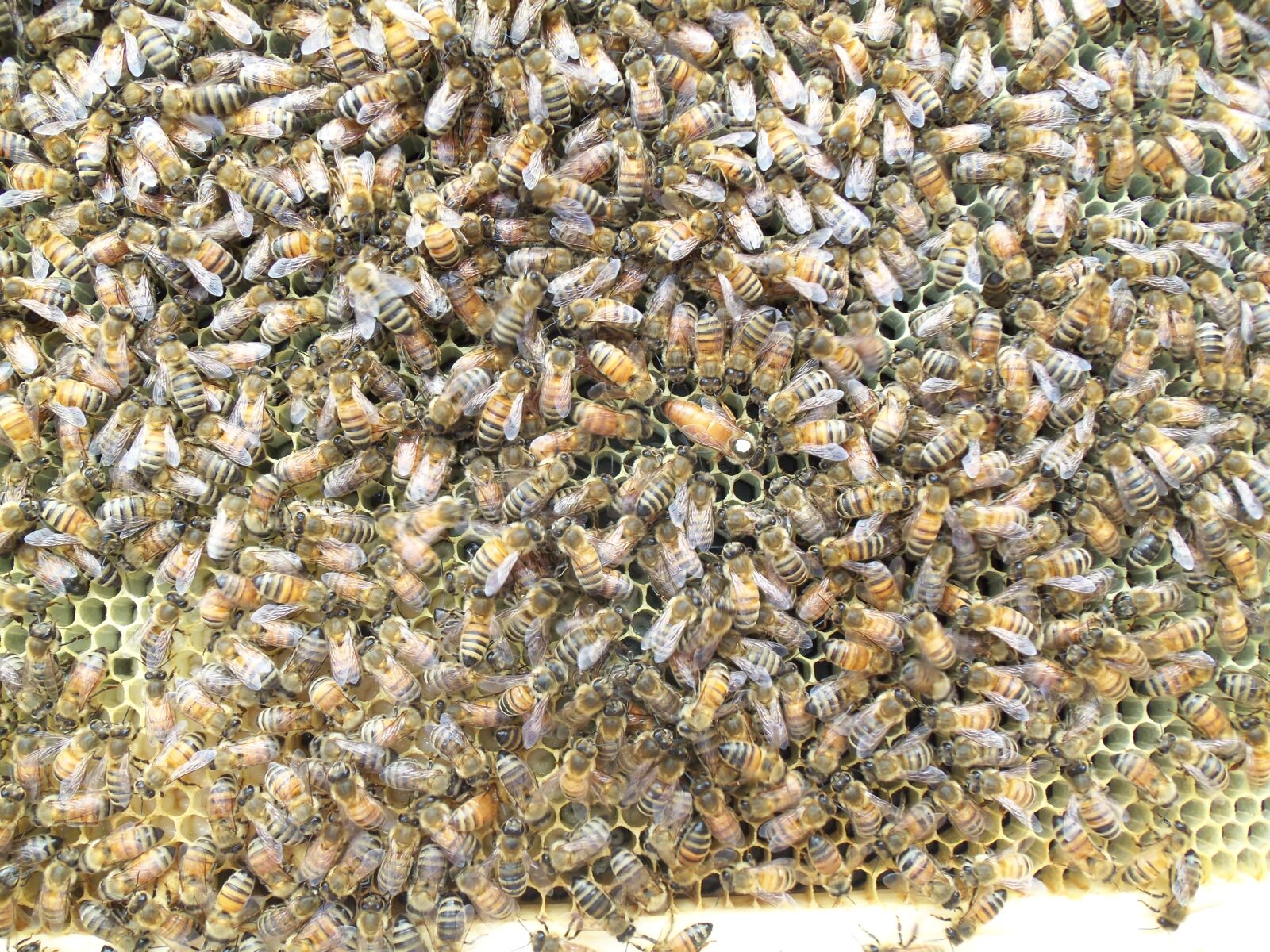 Kodak EASYSHARE M580 DIGITAL CAMERA sample photo. Honey bee, queen bee photography