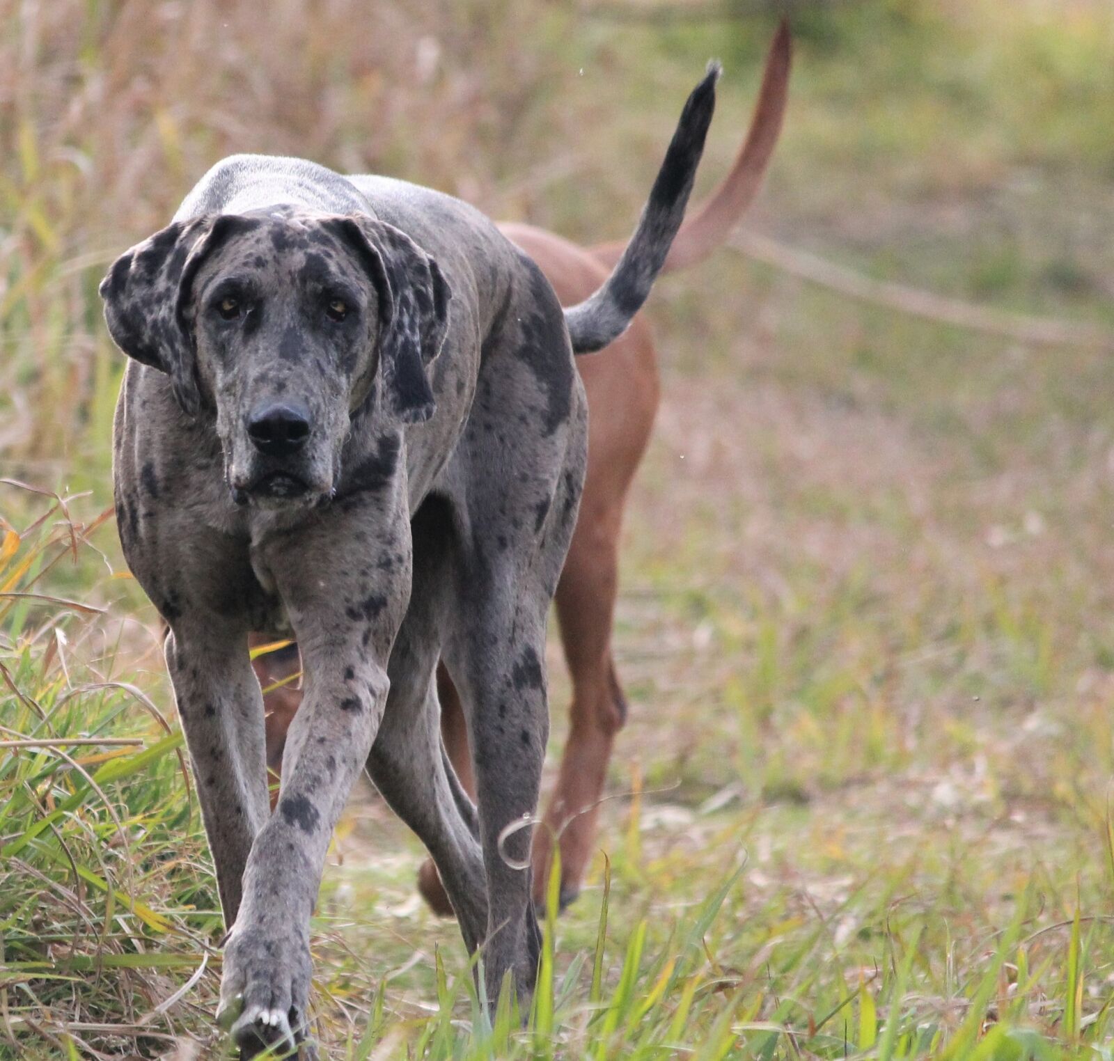 Canon EOS 1100D (EOS Rebel T3 / EOS Kiss X50) sample photo. Dog, great dane, big photography