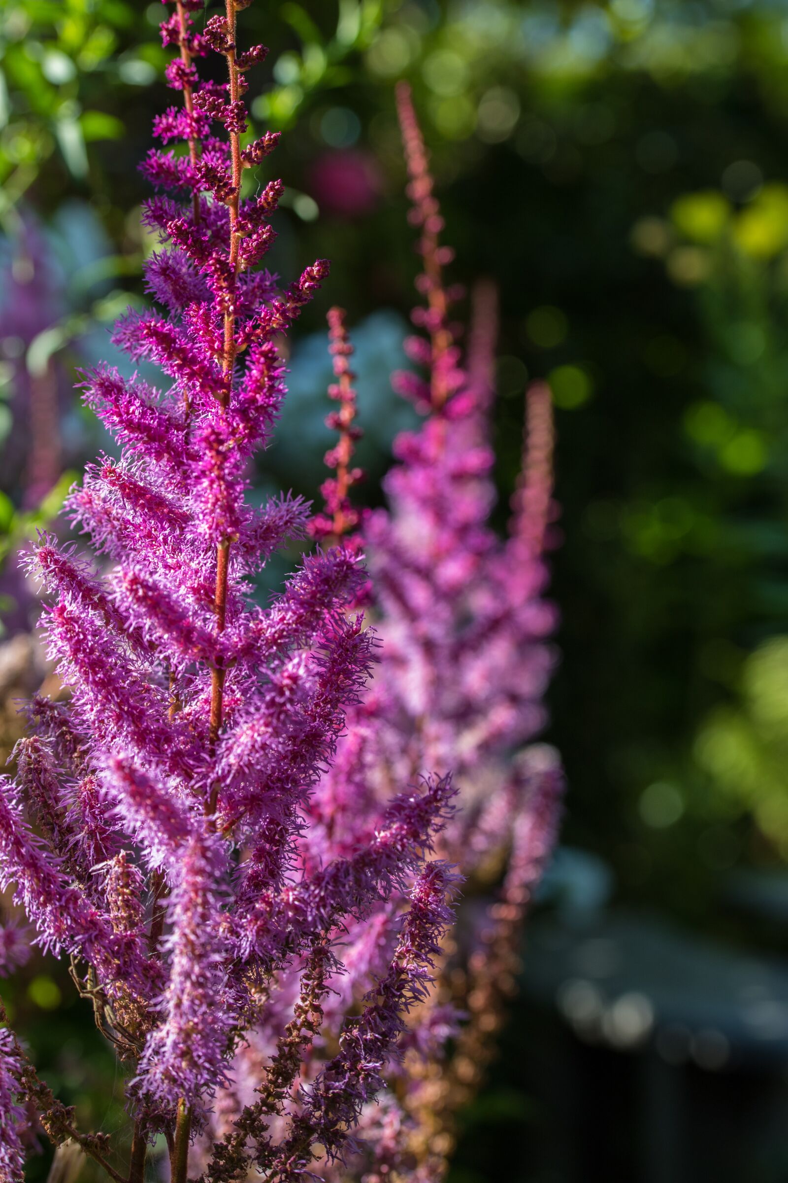 Canon EOS 7D Mark II sample photo. Spiere, prachtspiere, astilbe photography