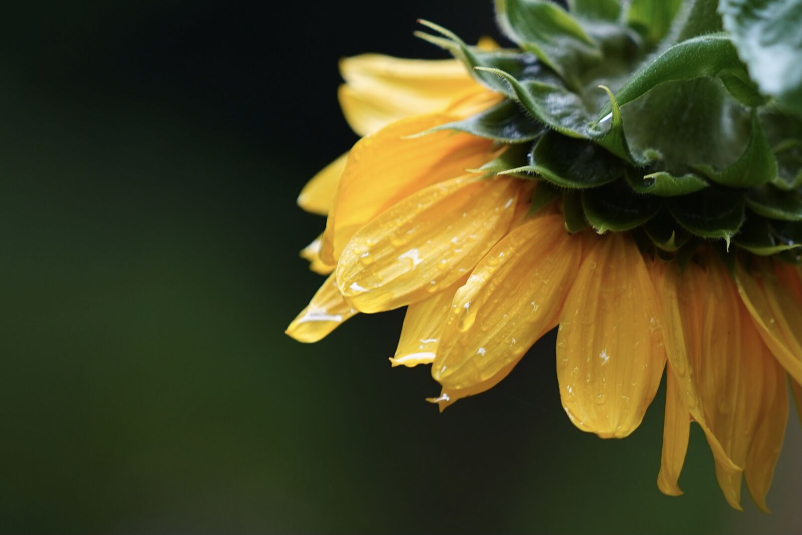 Sony FE 70-200mm F4 G OSS sample photo. Sunflower, flower, blossom photography