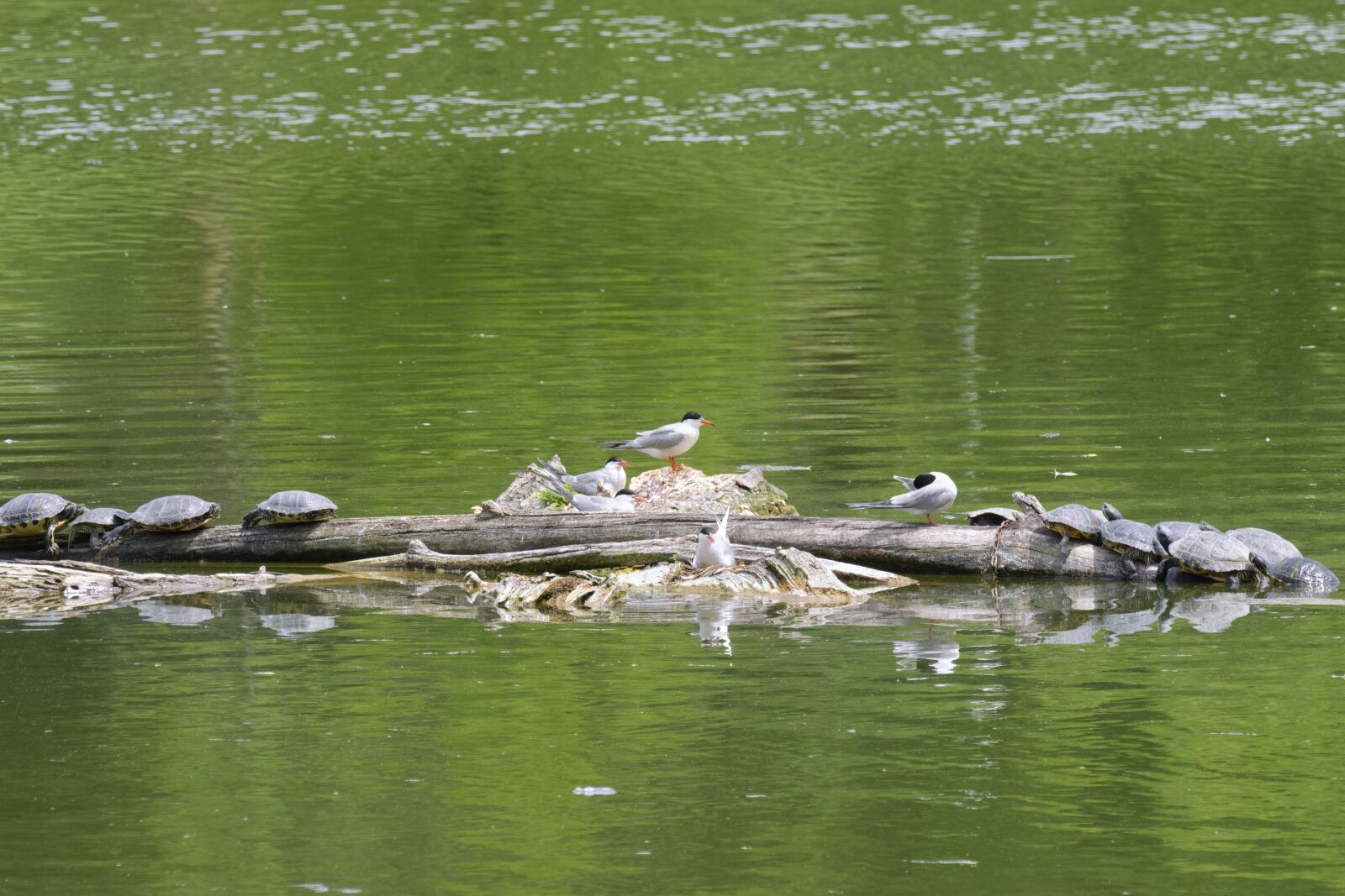 Nikon D5300 sample photo. Landscape, lake, water photography