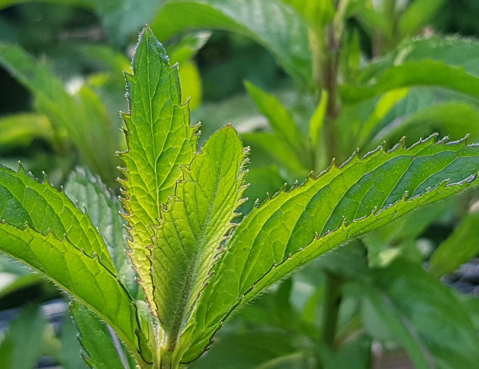 Samsung Galaxy S7 sample photo. Mint, mint leaves, mojito photography
