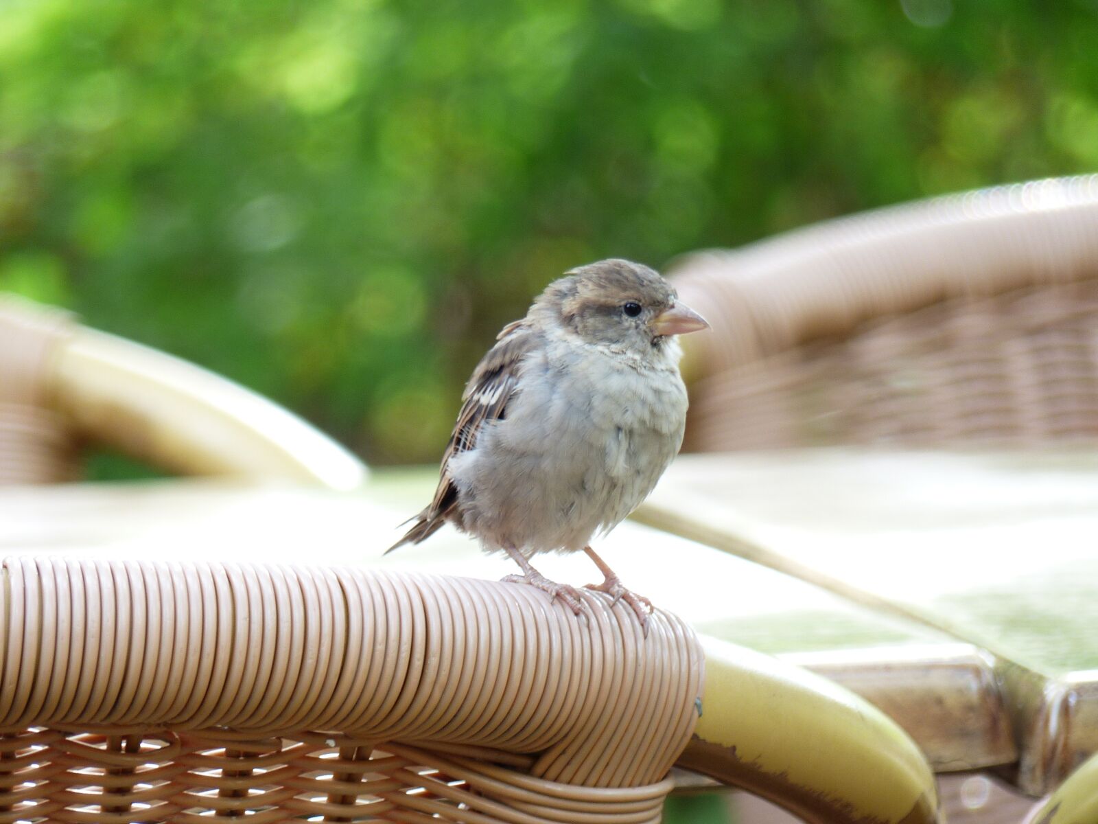 Panasonic Lumix DMC-FZ200 sample photo. Sparrow, bird, animals photography