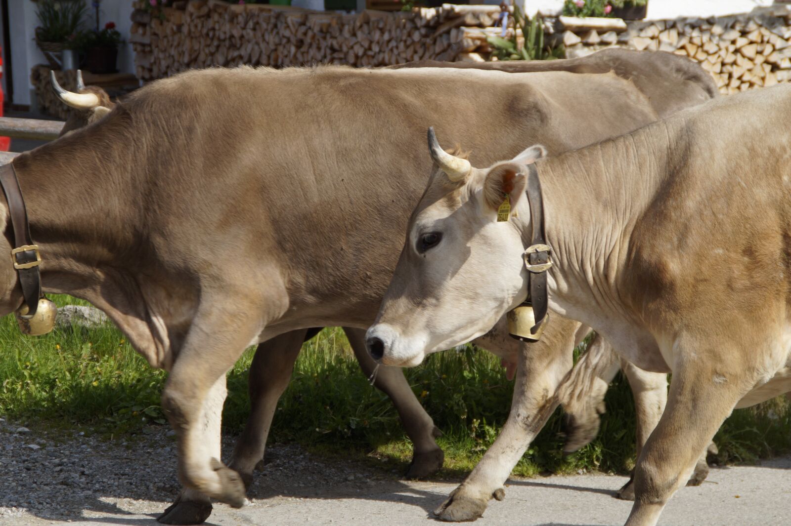 Sony SLT-A58 sample photo. Cows, farm, homeward bound photography