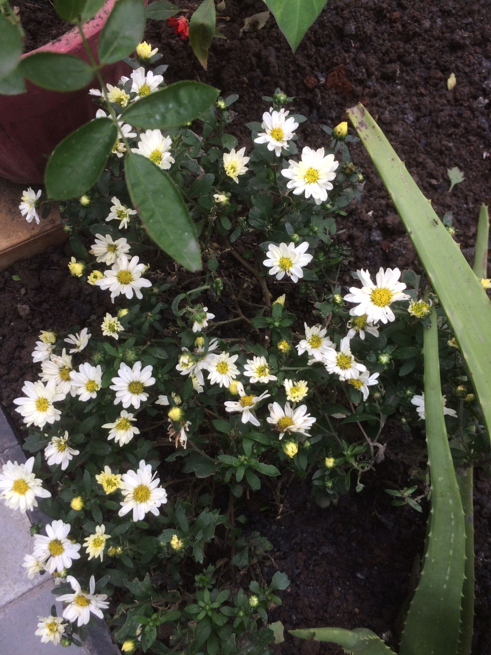 iPhone 5s back camera 4.15mm f/2.2 sample photo. Flower, garden, garden, plant photography