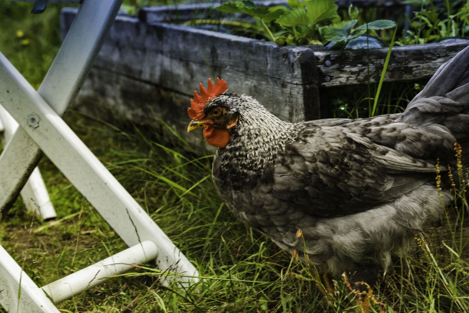 Canon EOS R sample photo. Hen, chicken, animal photography