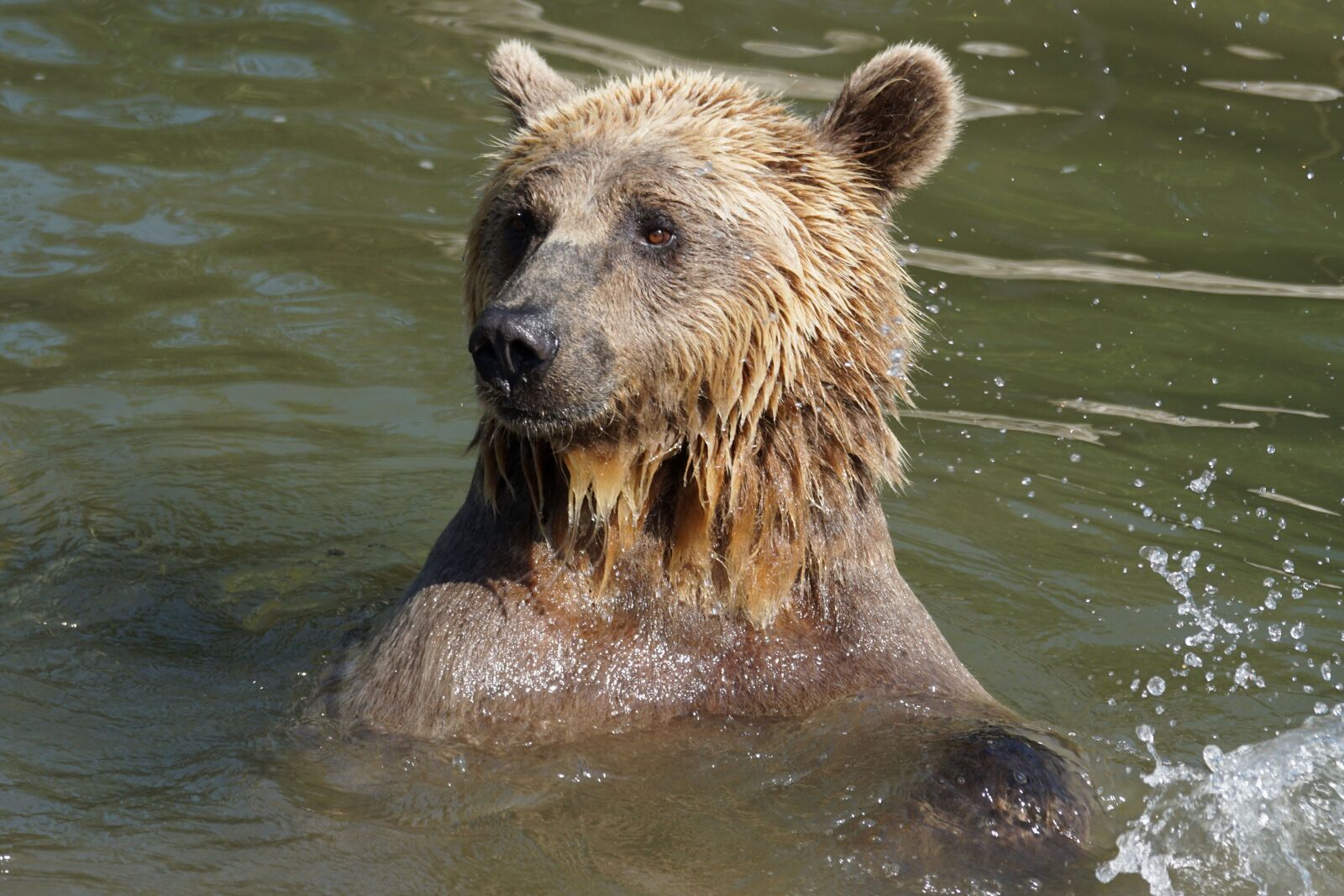 Sony ILCA-77M2 sample photo. Brown bear, grizzly, wildlife photography
