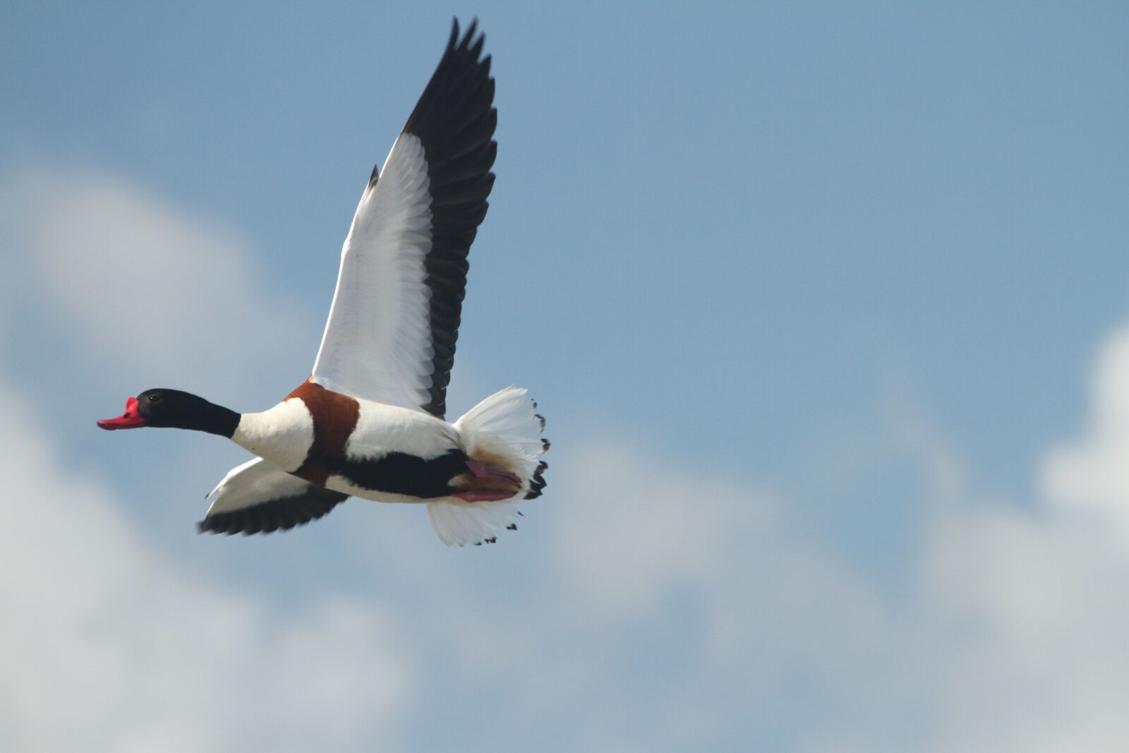 Canon EOS 7D + Canon EF 100-400mm F4.5-5.6L IS USM sample photo. Common shelduck, duck, sky photography