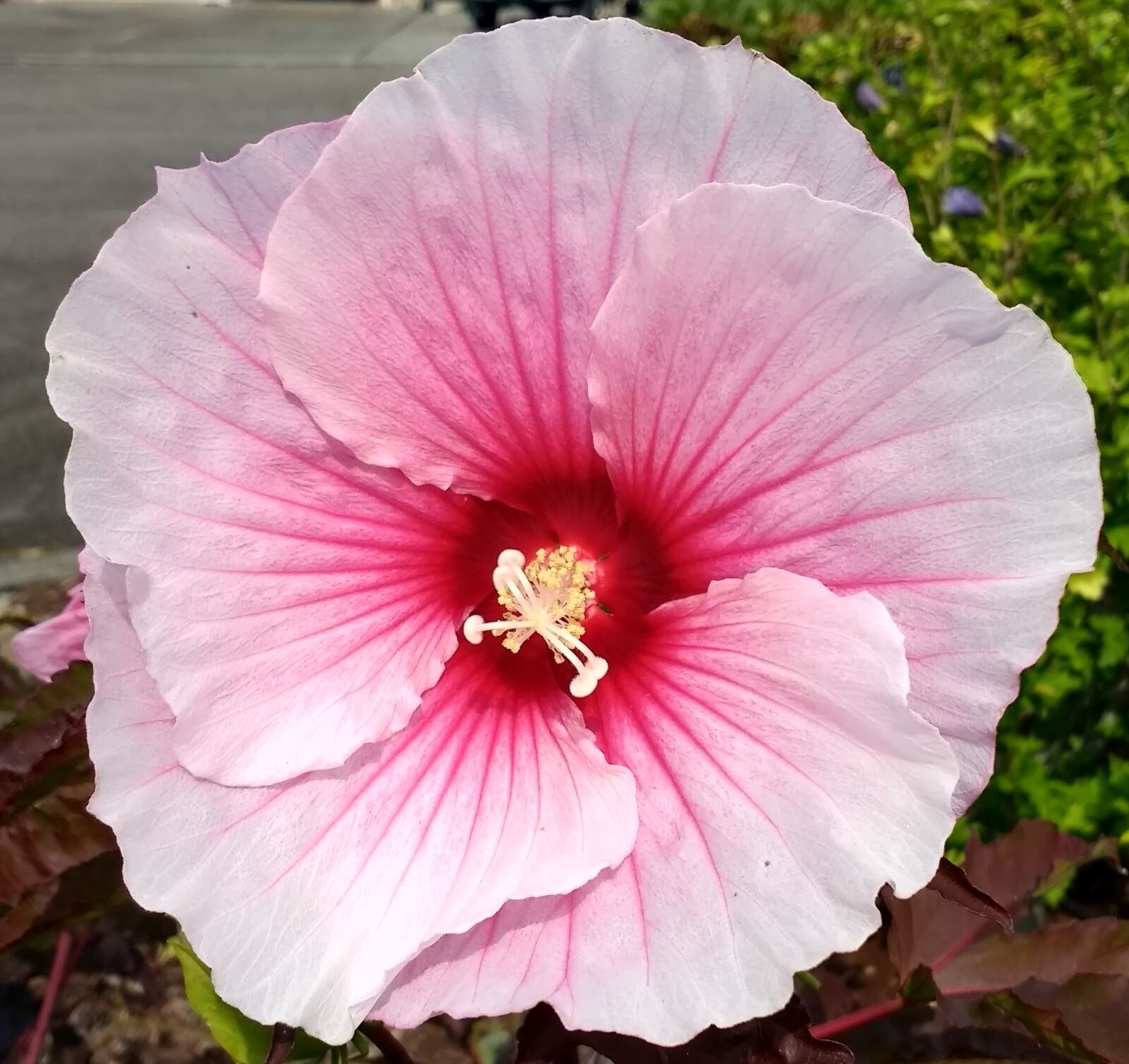 Motorola Moto G (4) sample photo. Hibiscus, flower, plant photography