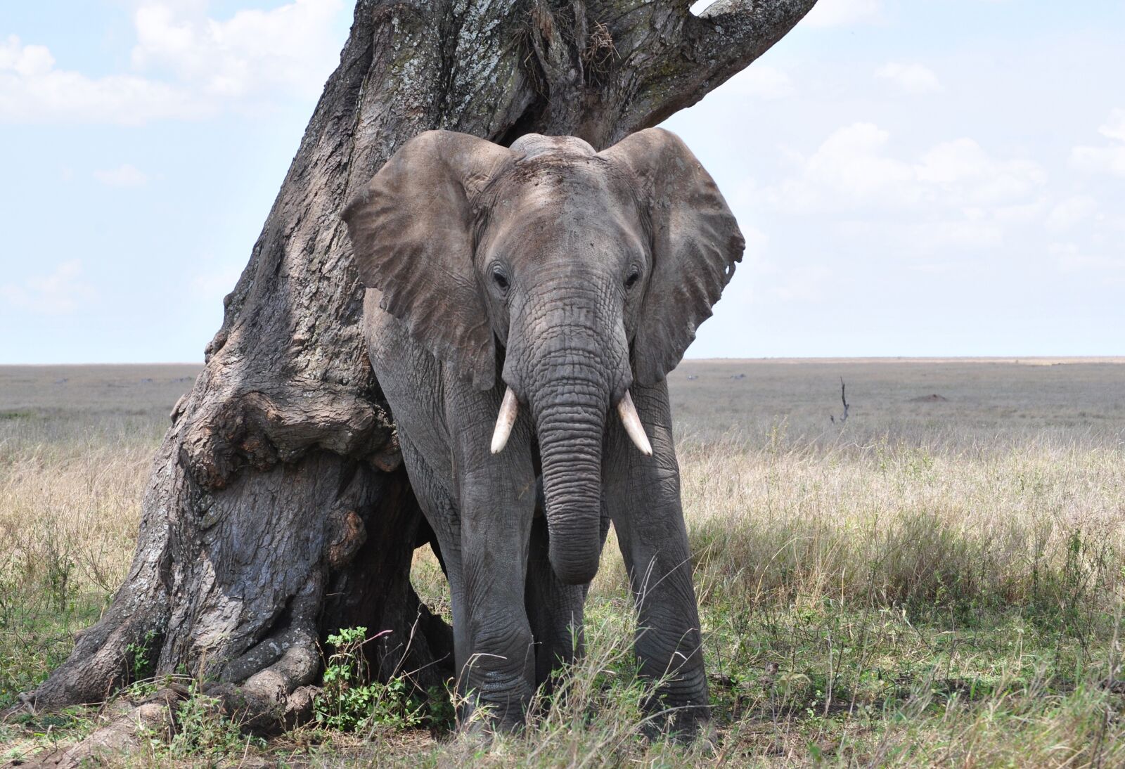 Nikon D3000 sample photo. Elephant, serengeti, africa photography