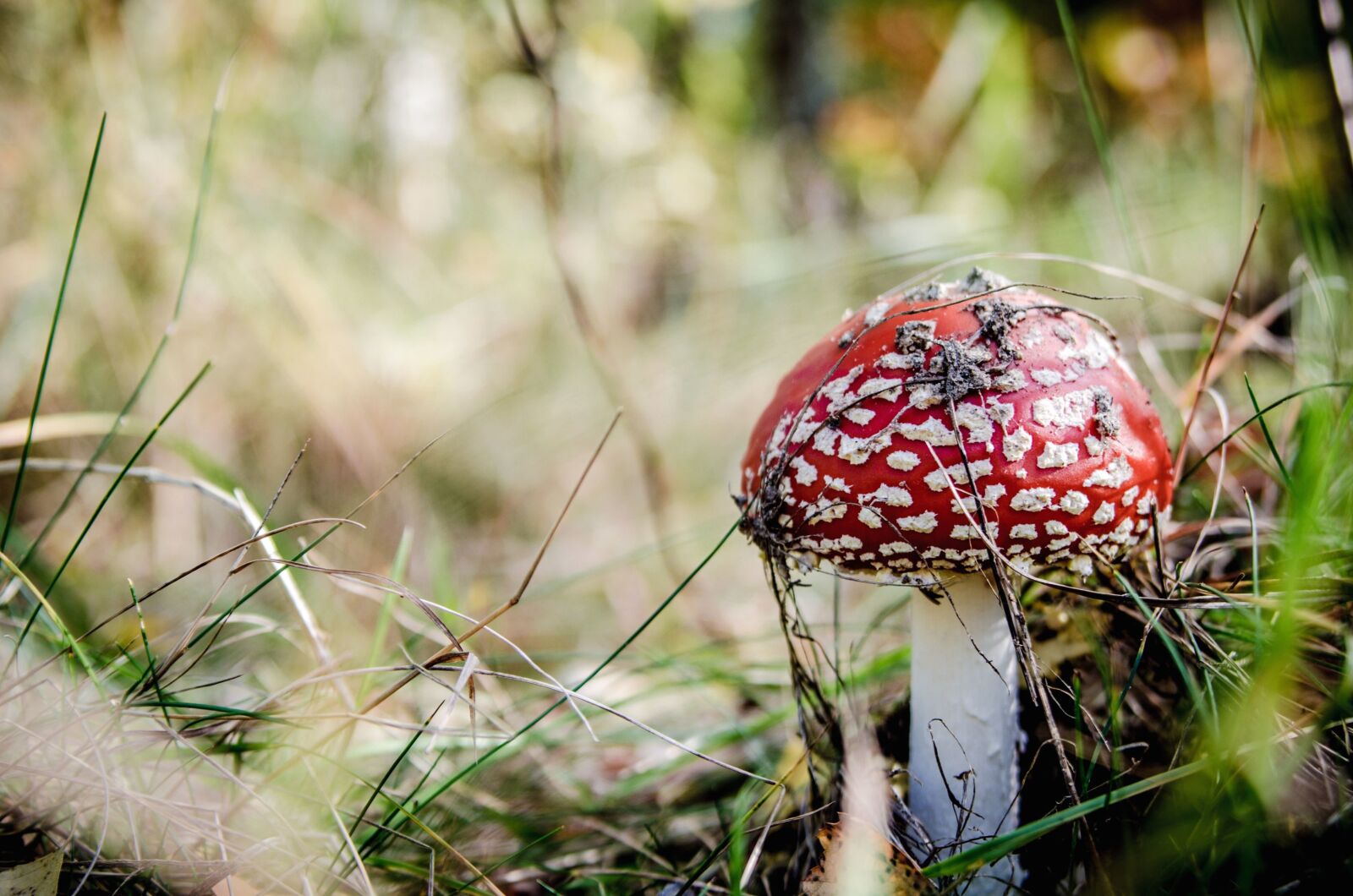 Nikon D5100 sample photo. Fungus, mushroom, vegetable, grass photography