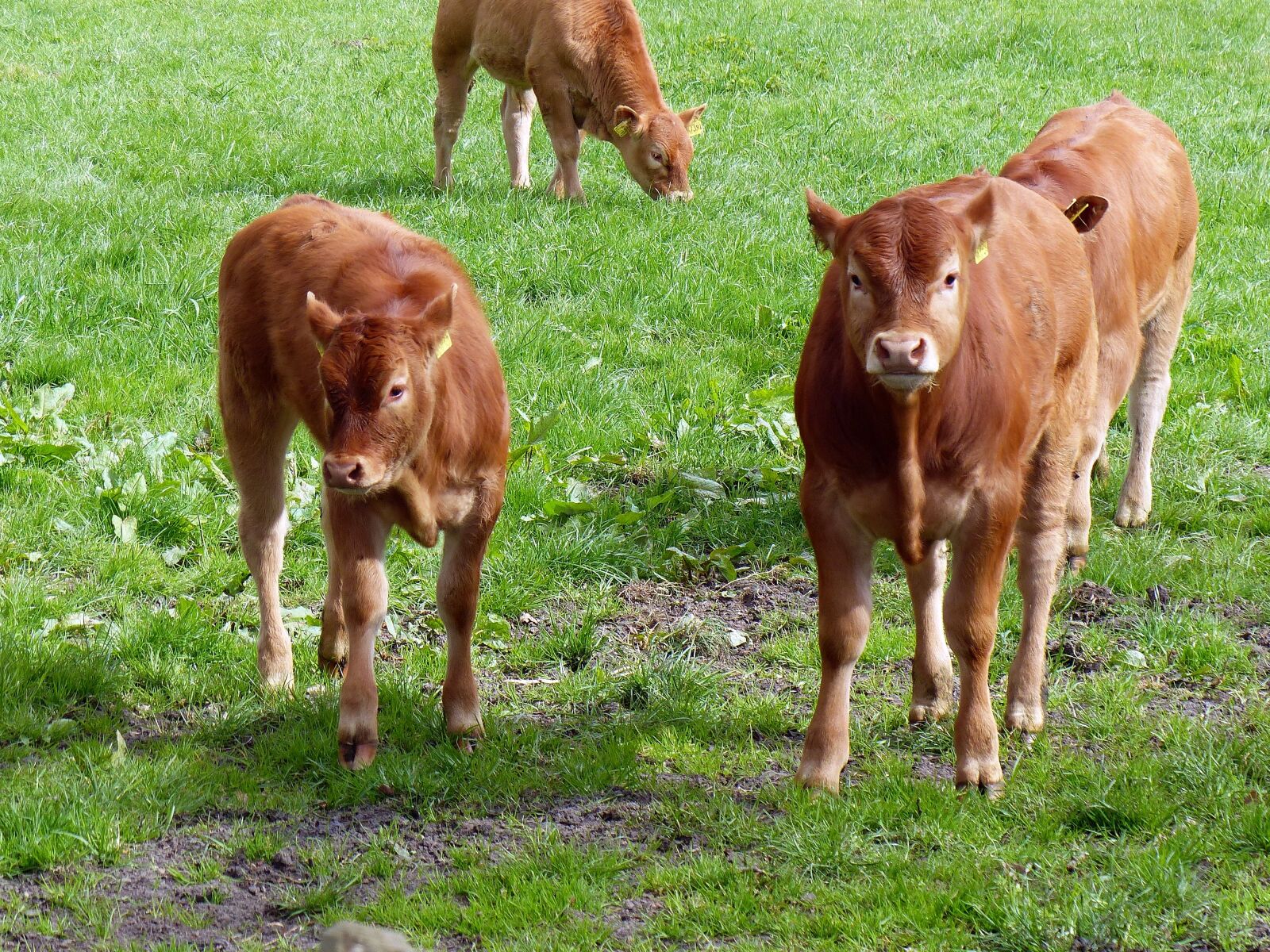 Panasonic Lumix DMC-FZ200 sample photo. Calf, beef, young calf photography
