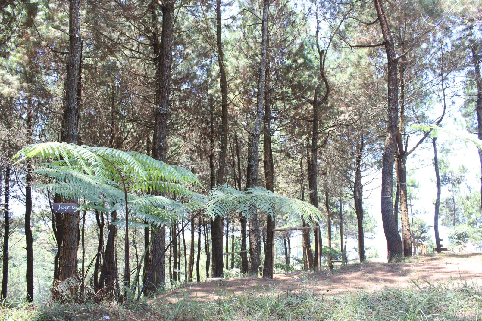 Canon EOS 600D (Rebel EOS T3i / EOS Kiss X5) sample photo. Wood, forest, nature photography