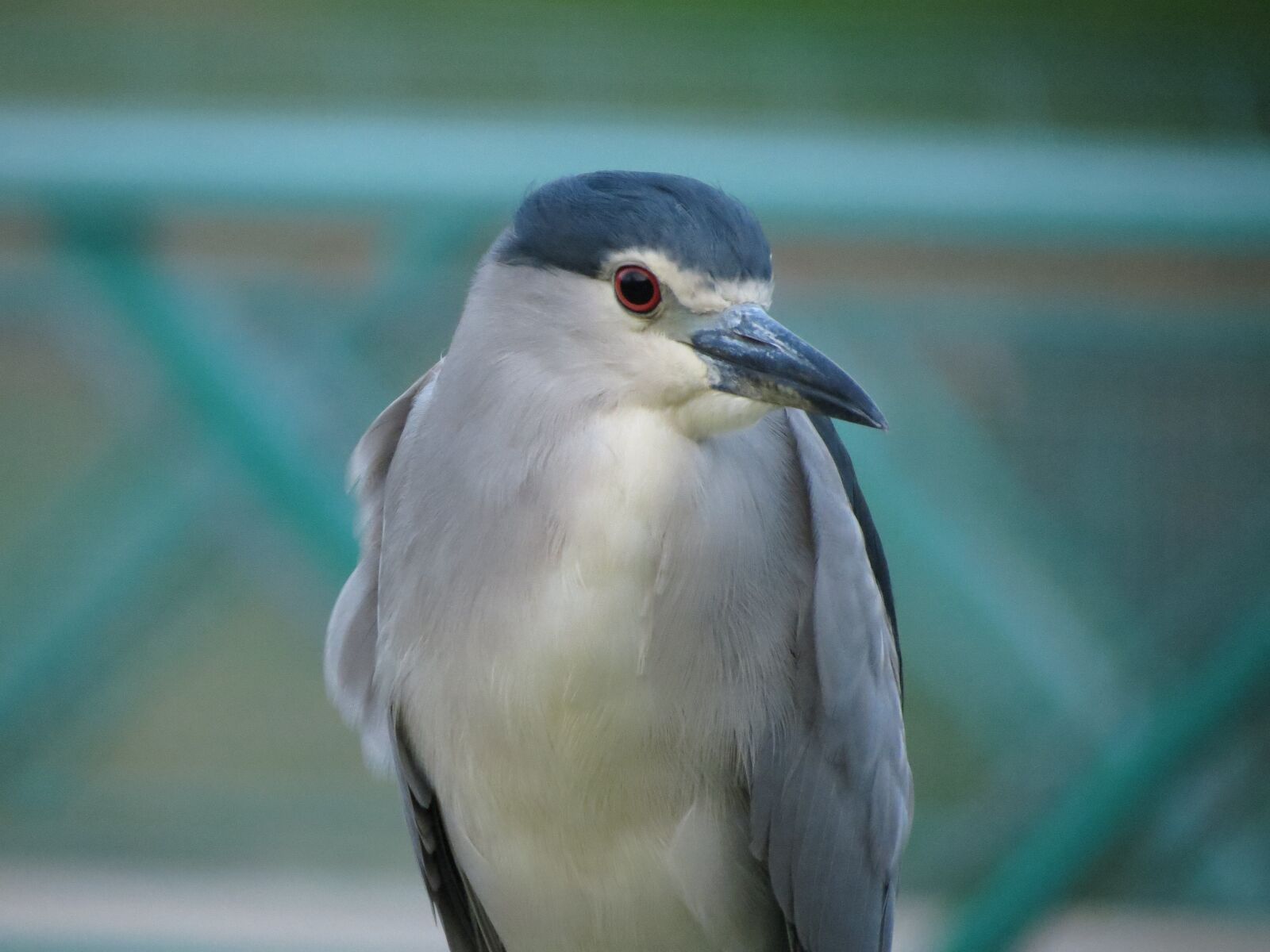 Canon PowerShot SX40 HS sample photo. Bird, water bird, lake photography