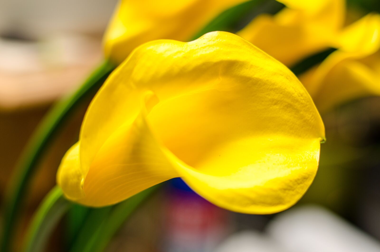 Nikon D5100 sample photo. Calla, yellow, flower photography
