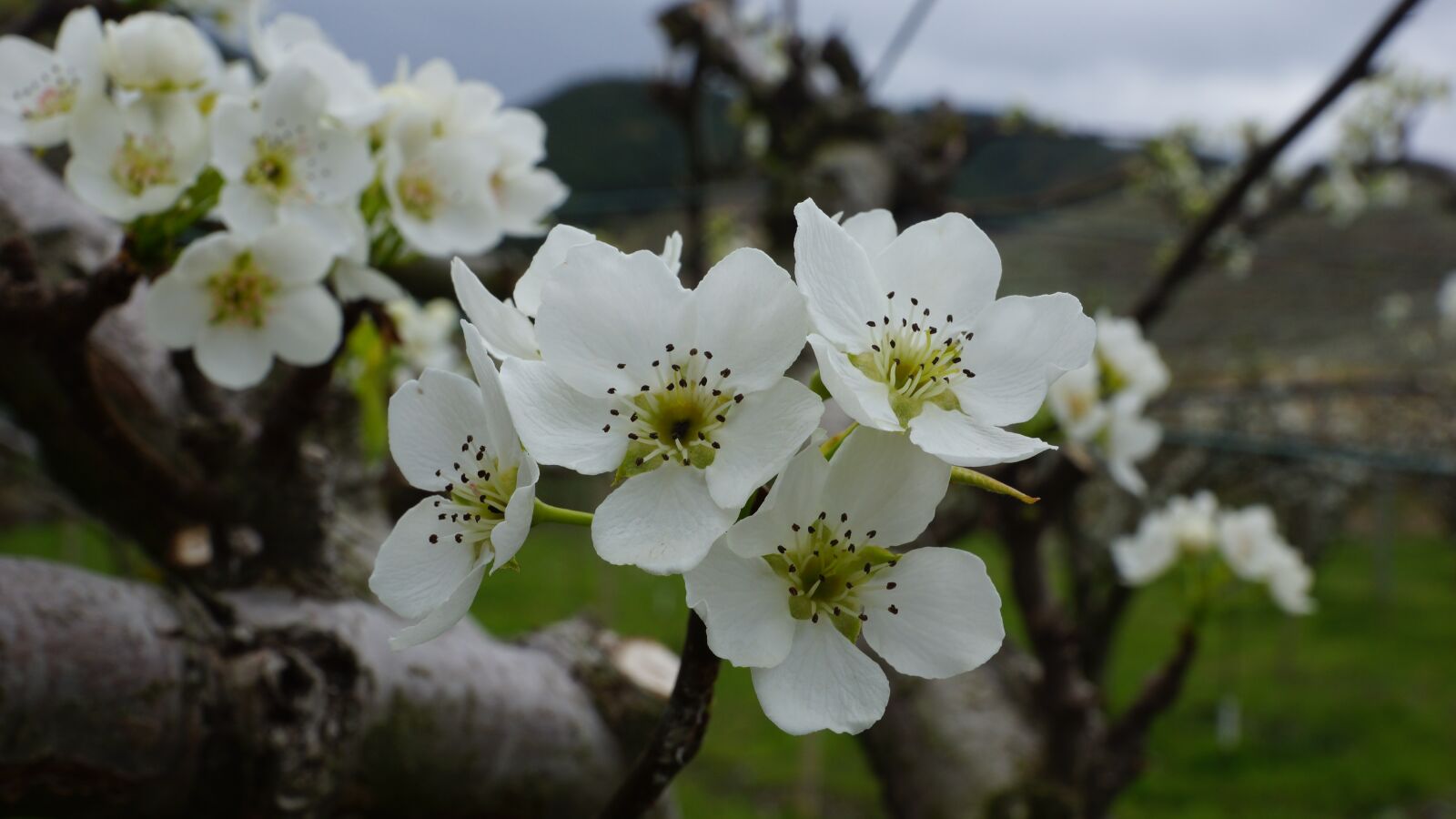 Sony SLT-A77 + Sony DT 16-50mm F2.8 SSM sample photo. Times, pear flower, qha photography