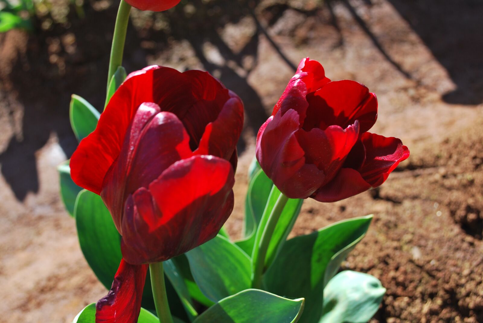 Nikon D60 sample photo. Tulip, flower, colourful photography