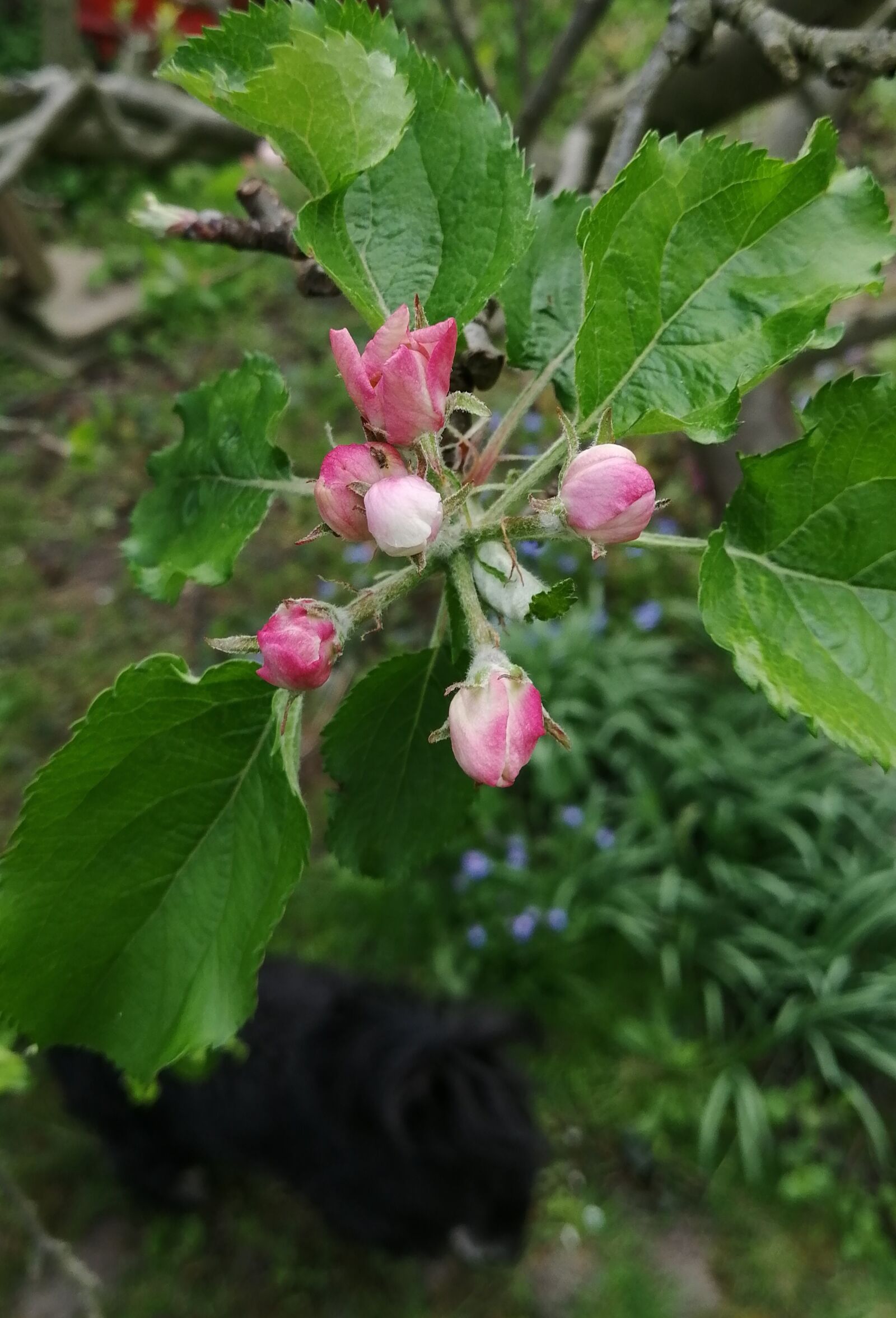 HUAWEI JSN-L21 sample photo. Apple bud, garden, green photography