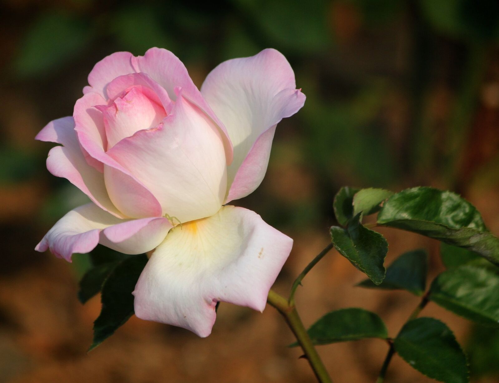 Canon EOS 60D sample photo. Rose, flowers, for photography