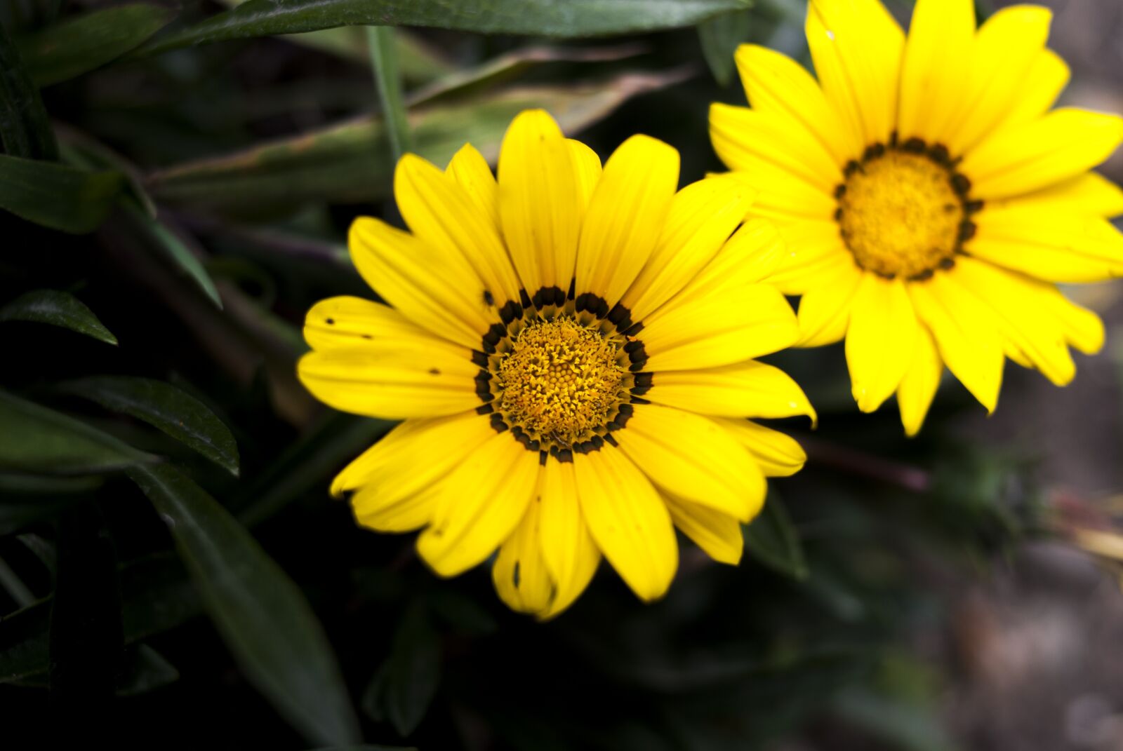 Nikon D60 sample photo. Nature, plant, flower photography