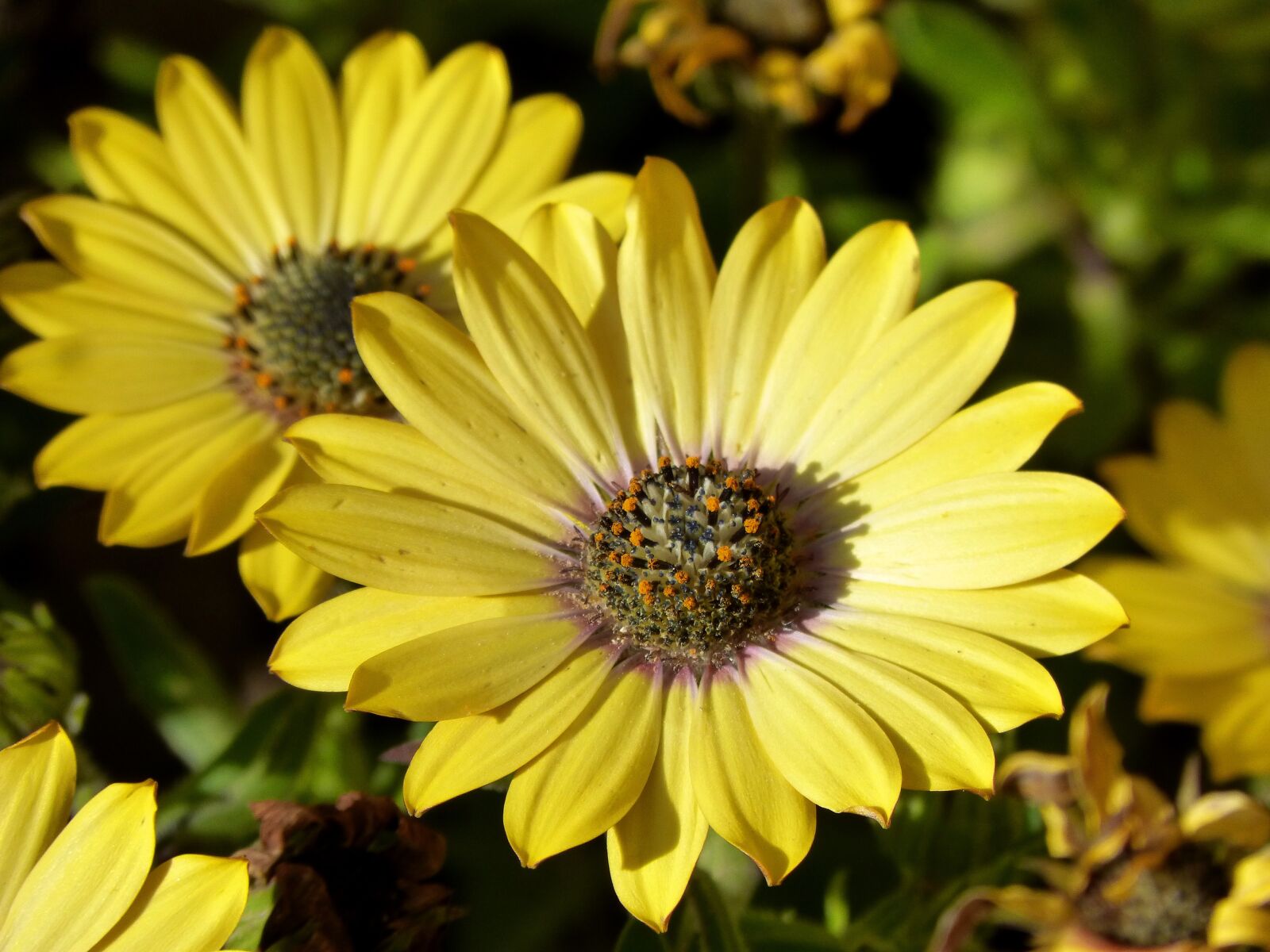 Panasonic DMC-FZ62 sample photo. Flower, yellow daisy, beauty photography