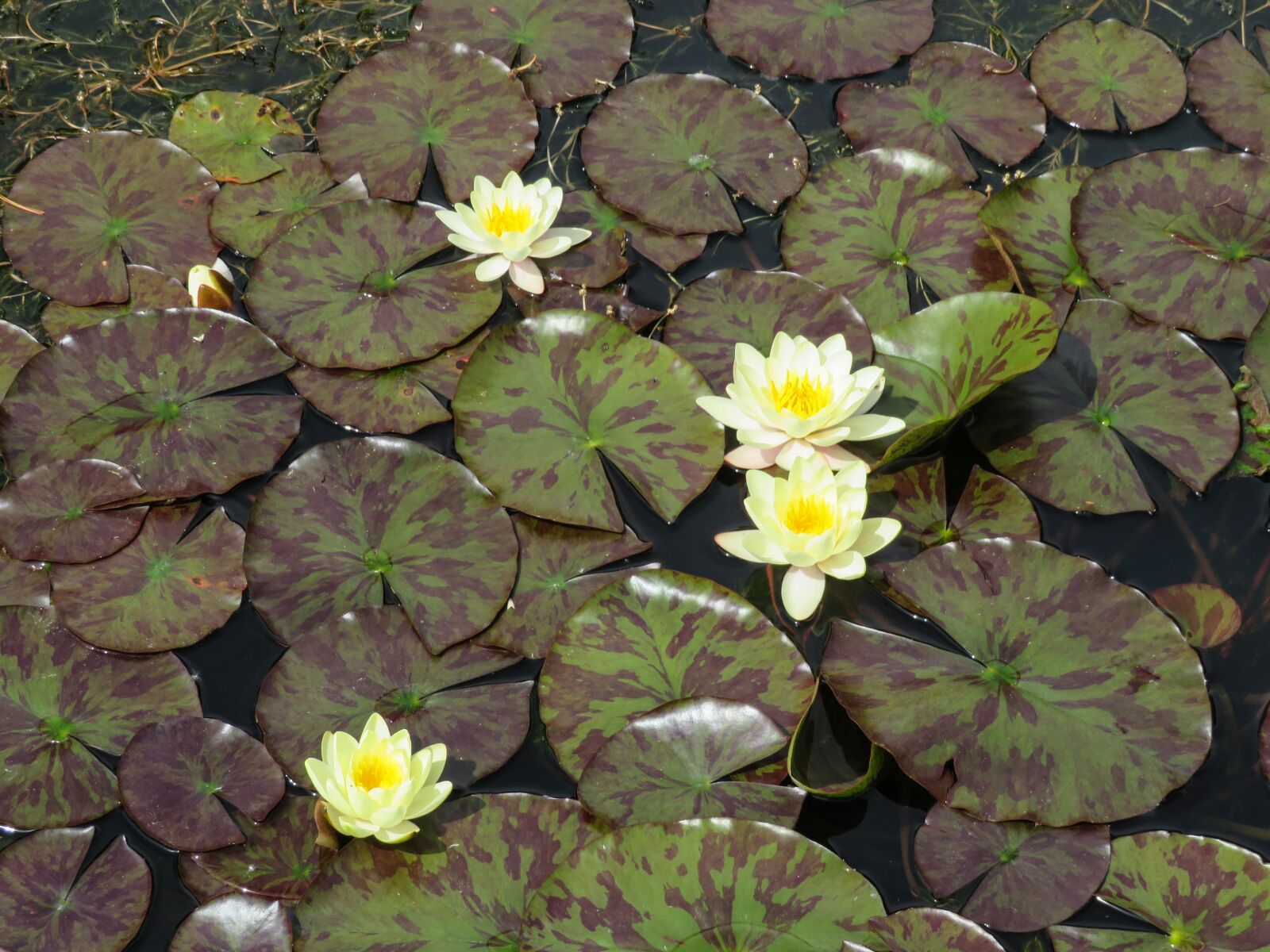 Canon PowerShot SX540 HS sample photo. Lily, pond, lotus photography