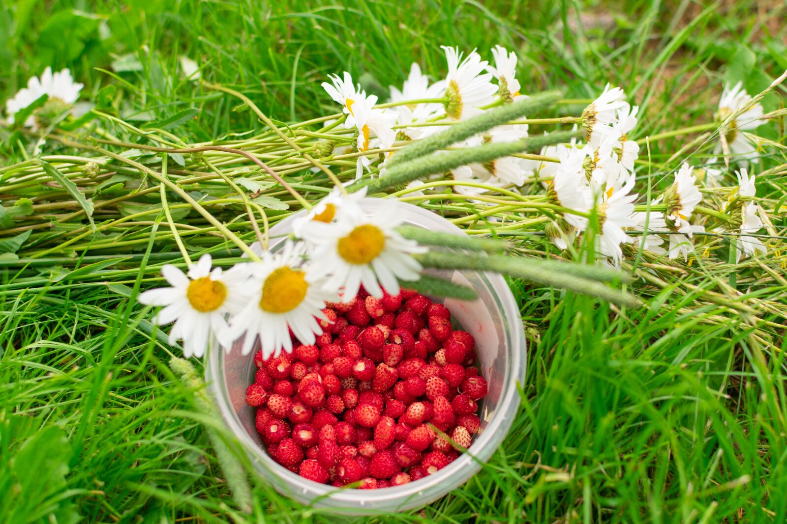 Nikon D3400 sample photo. Summer, daisy, wild strawberry photography