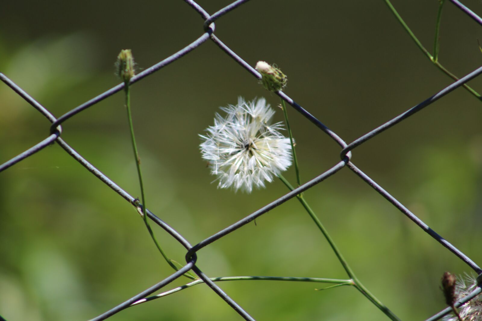 Canon EOS 1200D (EOS Rebel T5 / EOS Kiss X70 / EOS Hi) + EF75-300mm f/4-5.6 sample photo. Nature, flower, green photography