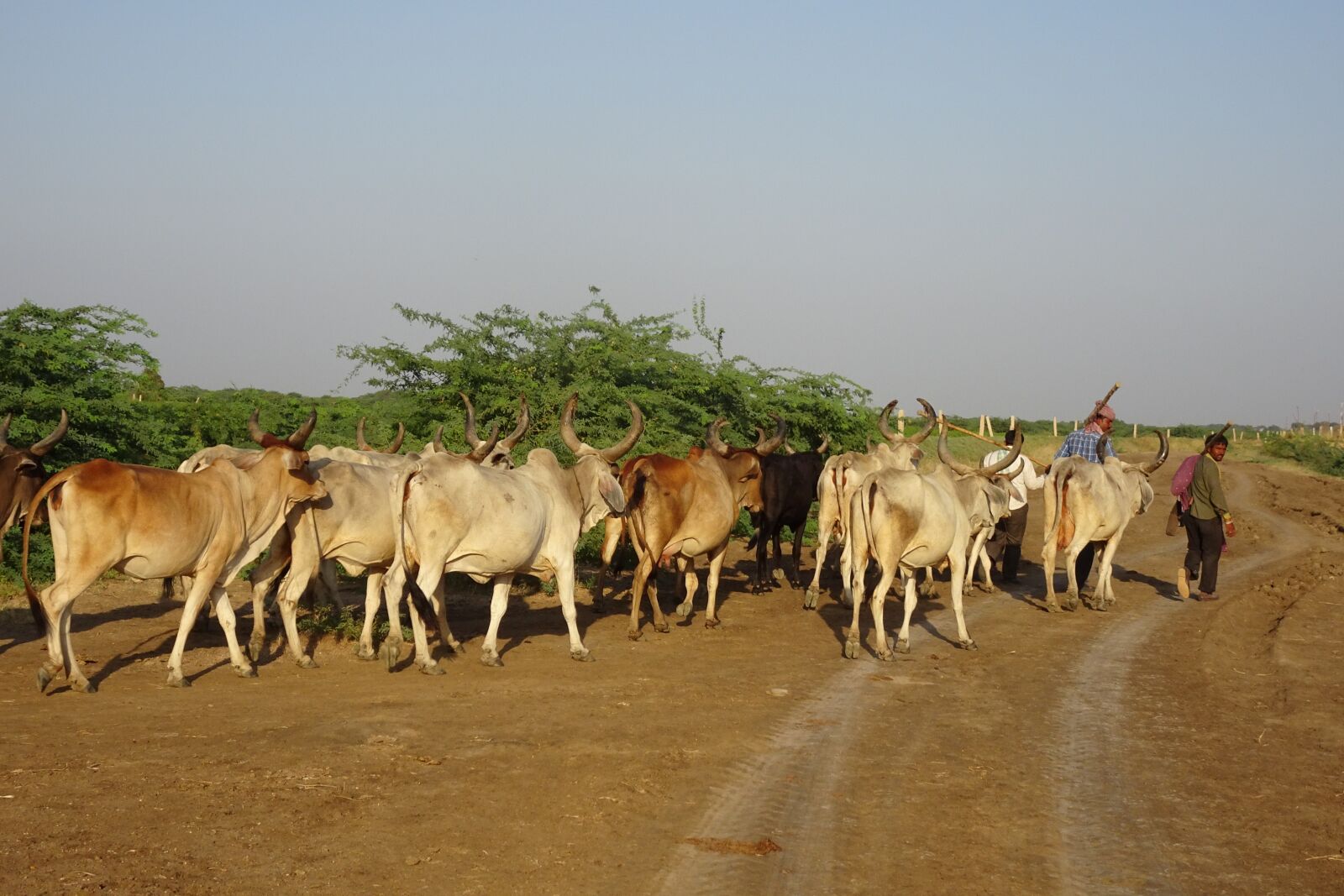 Sony Cyber-shot DSC-HX90V sample photo. Cattle, cows, herd photography