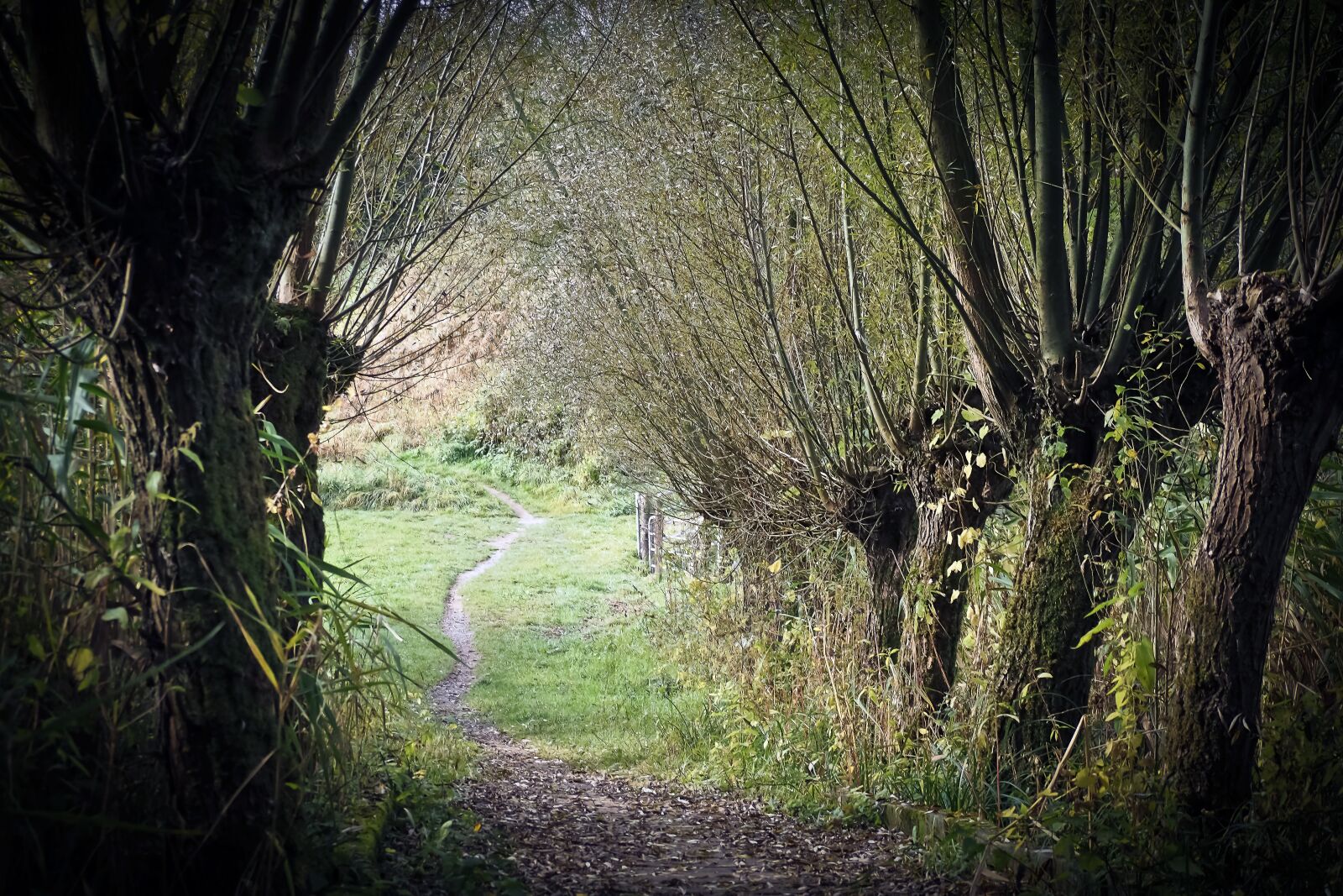 Olympus OM-D E-M10 sample photo. Trees, graze, nature photography