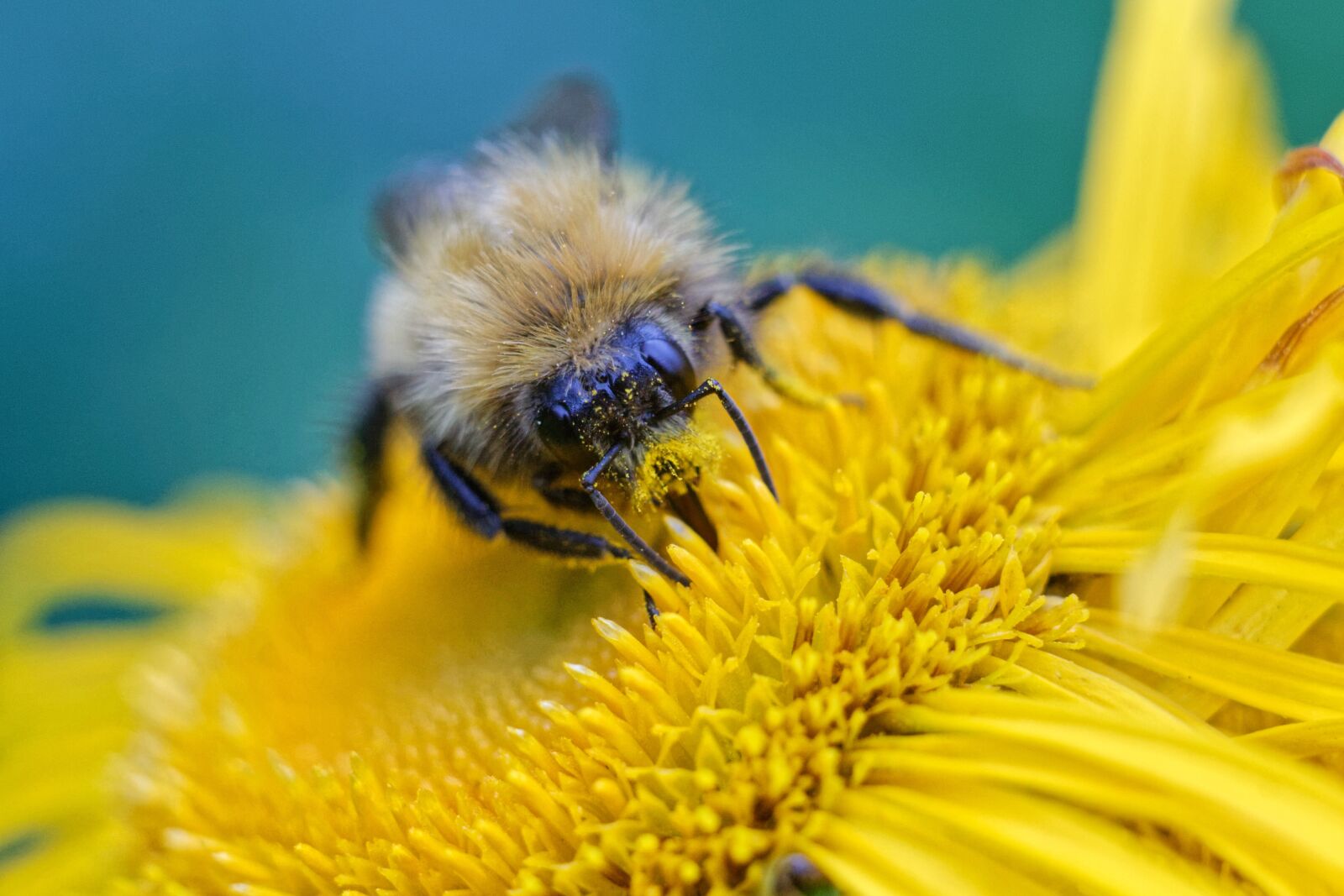 Canon EOS 1100D (EOS Rebel T3 / EOS Kiss X50) sample photo. Bumblebee, macro, flower photography