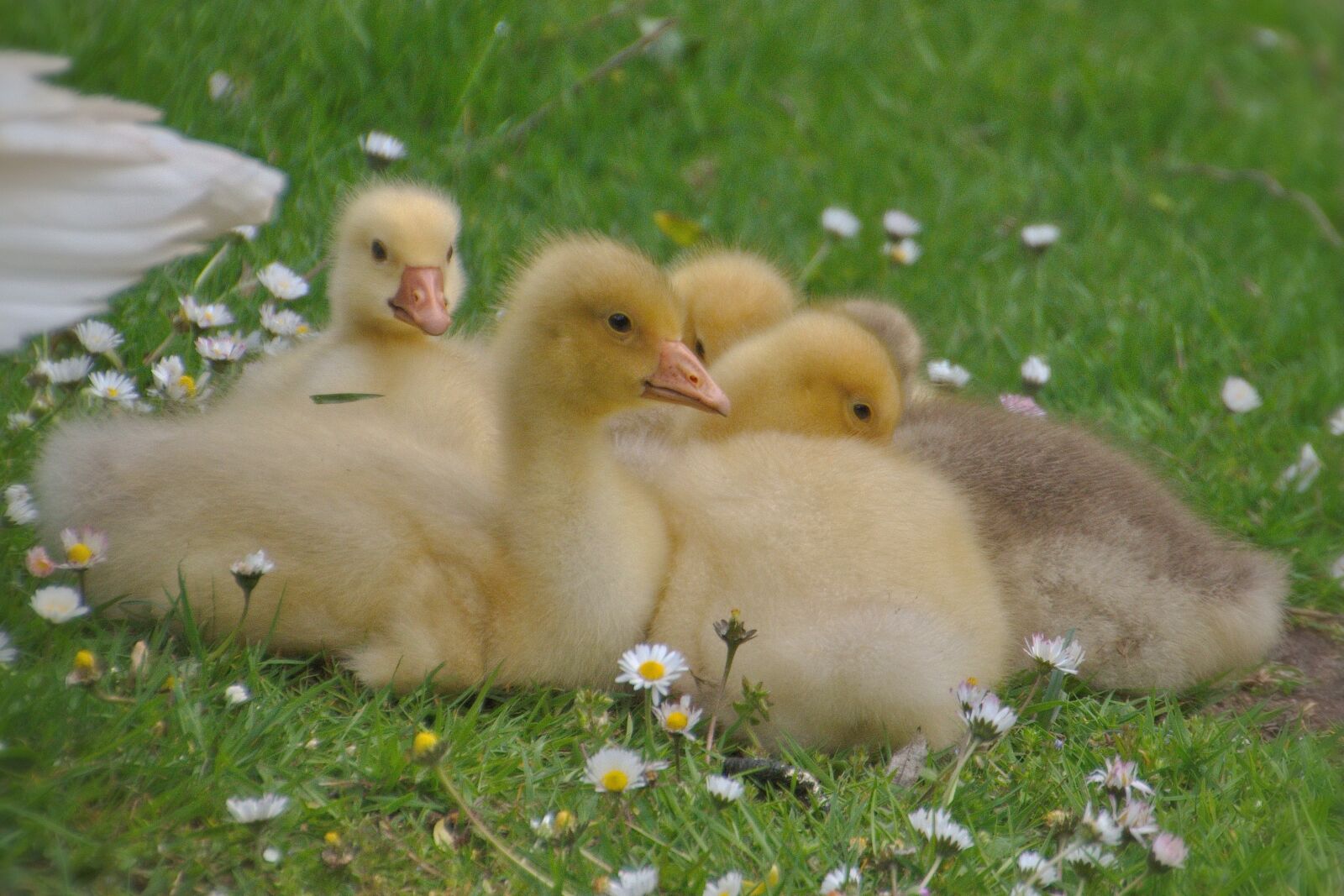 Nikon D5600 sample photo. Geese, chicks, wild geese photography