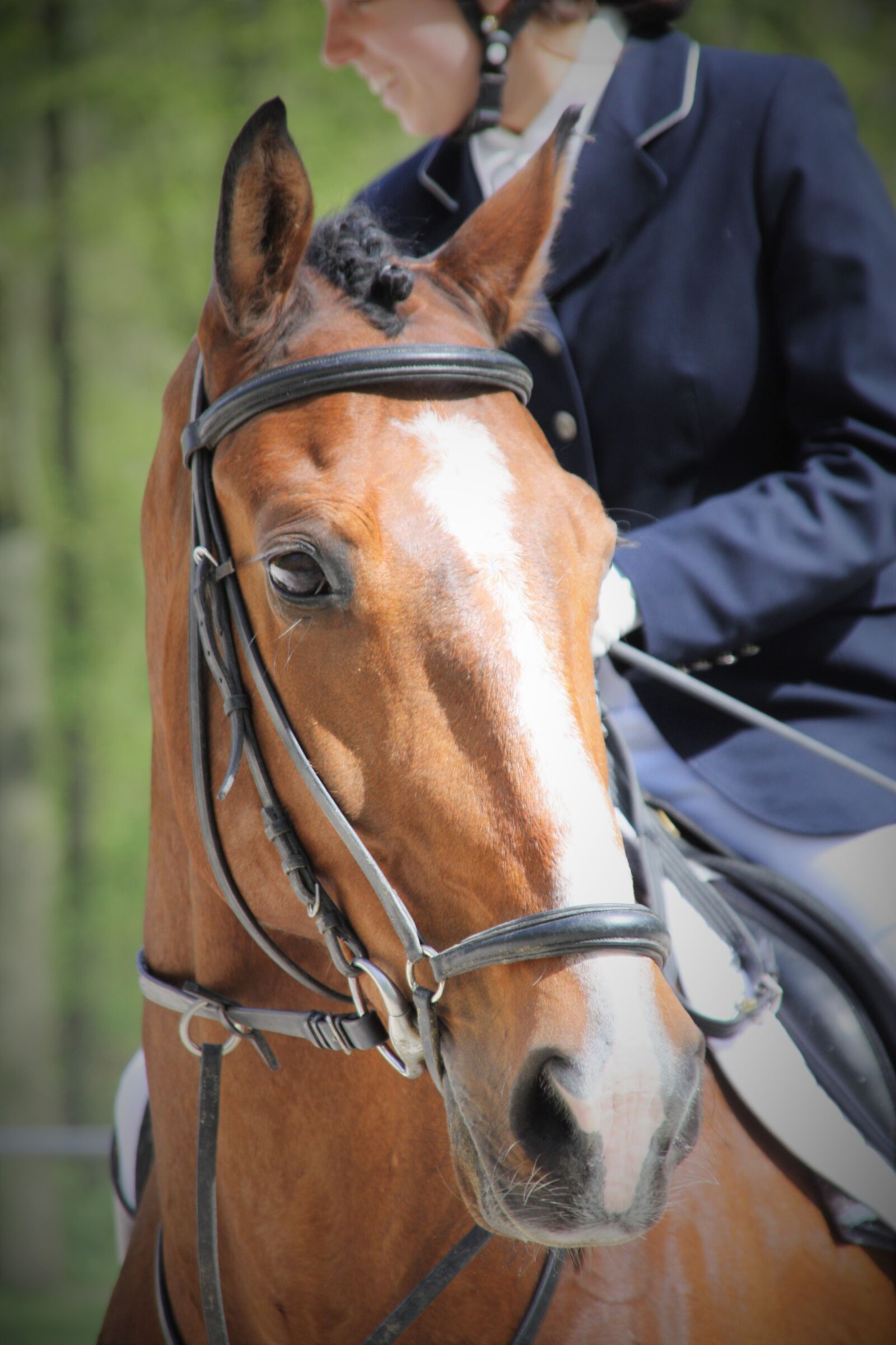 Canon EOS 450D (EOS Rebel XSi / EOS Kiss X2) sample photo. Horse head, bridle, ride photography