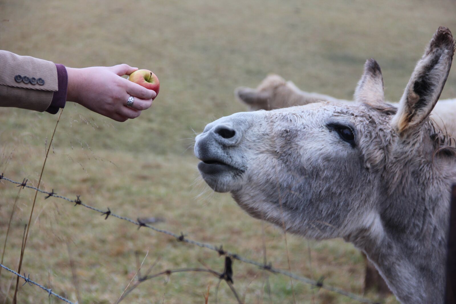 Canon EOS 600D (Rebel EOS T3i / EOS Kiss X5) sample photo. Donkey, food, apple photography