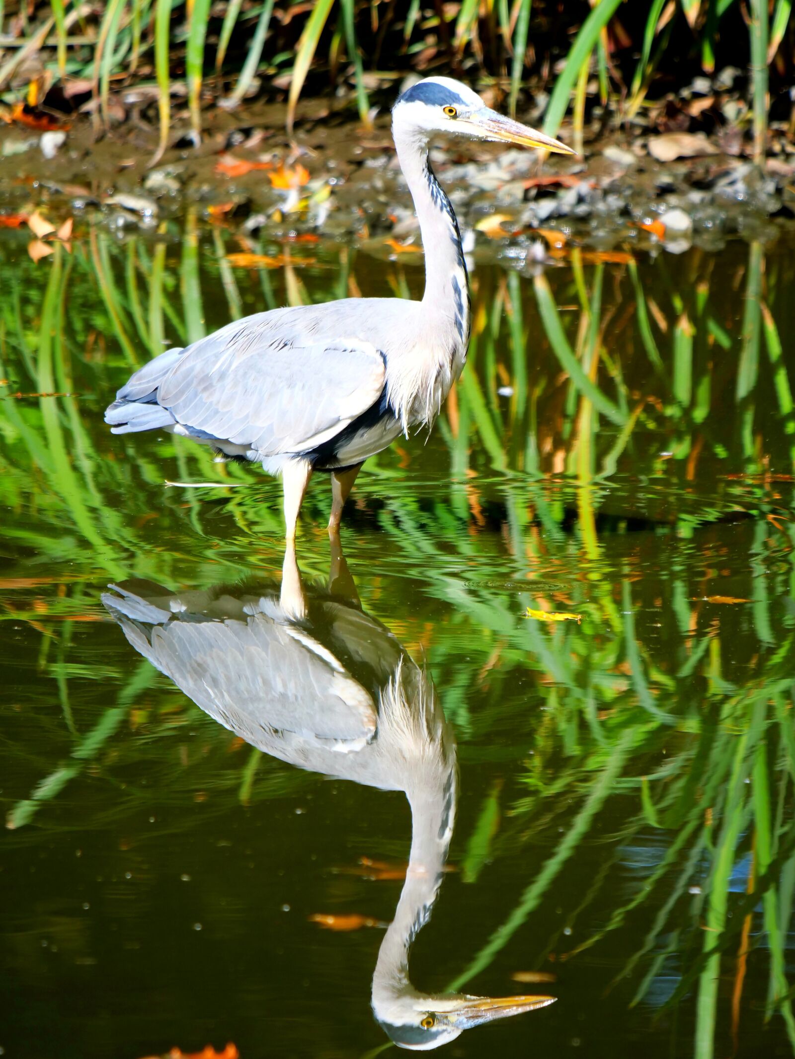 Panasonic Lumix DC-G9 sample photo. Grey heron, heron, bank photography
