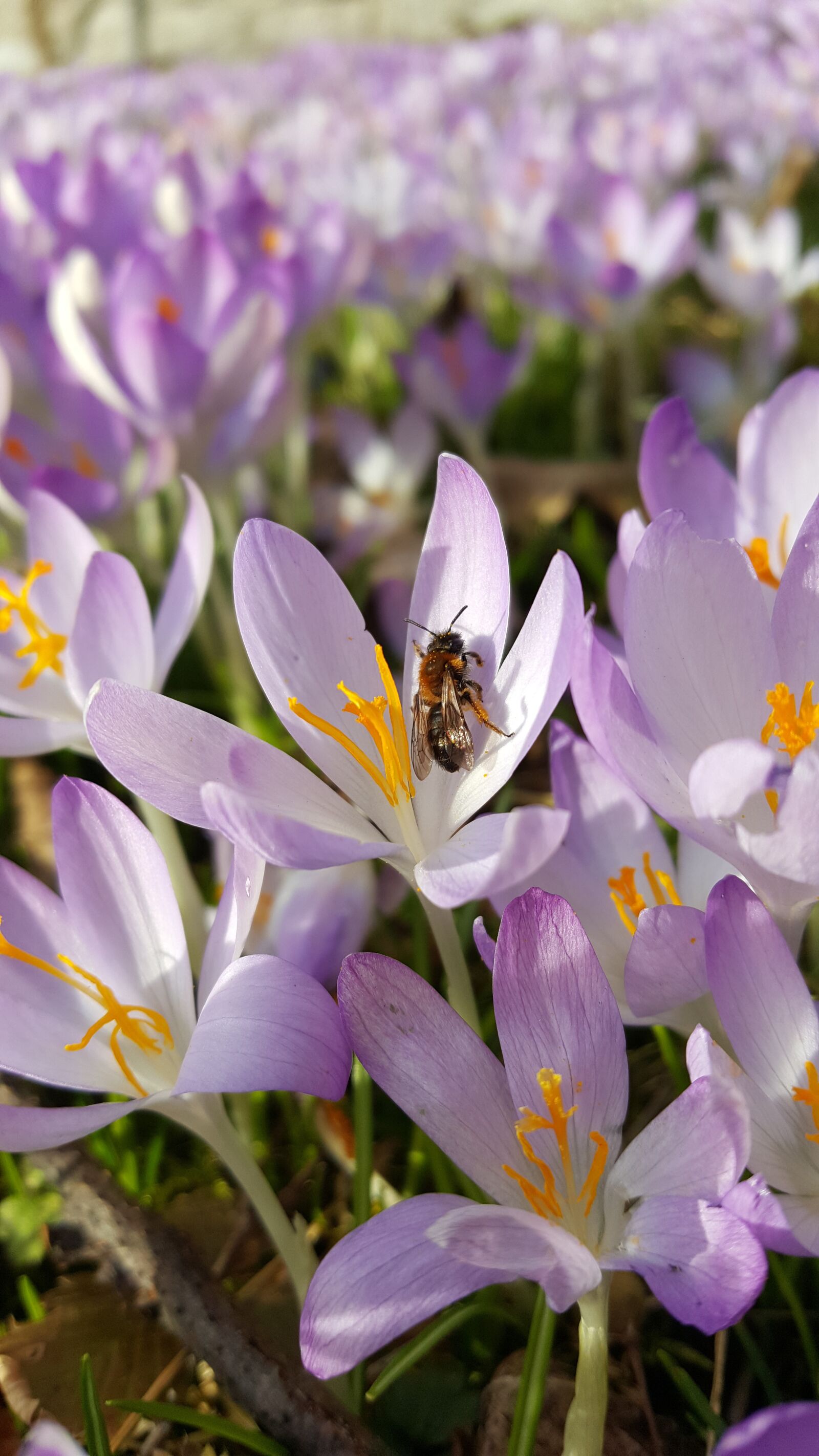 Samsung Galaxy S6 sample photo. Crocus, bee, wild bee photography