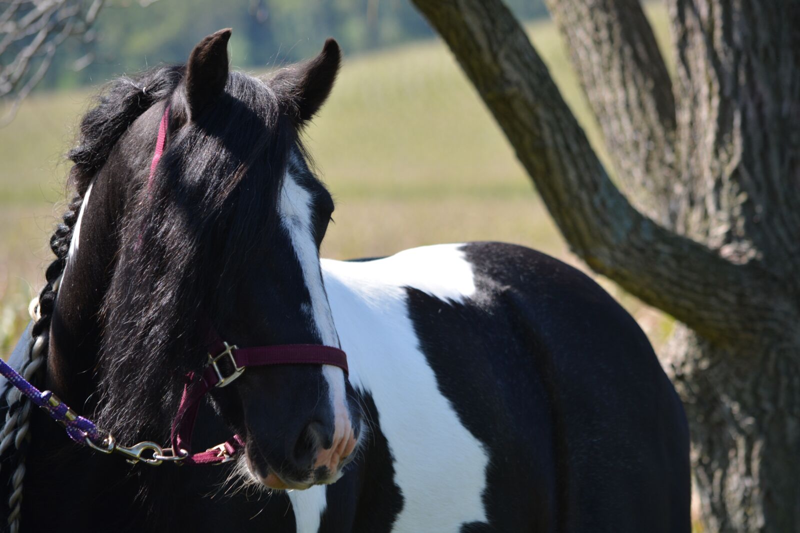 Nikon D5200 sample photo. Horse, equine, equestrian photography