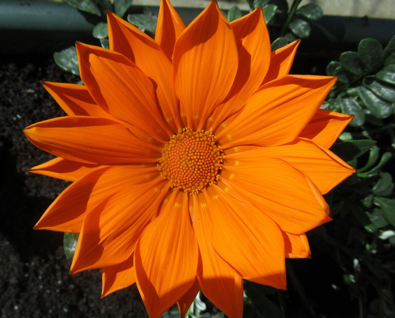 Canon PowerShot SX620 HS sample photo. Flower, plant, summer photography