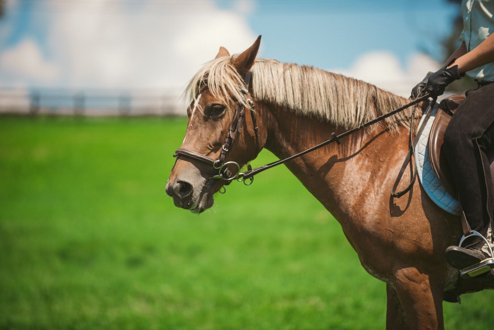 Nikon D750 sample photo. Horse, virginia, summer photography