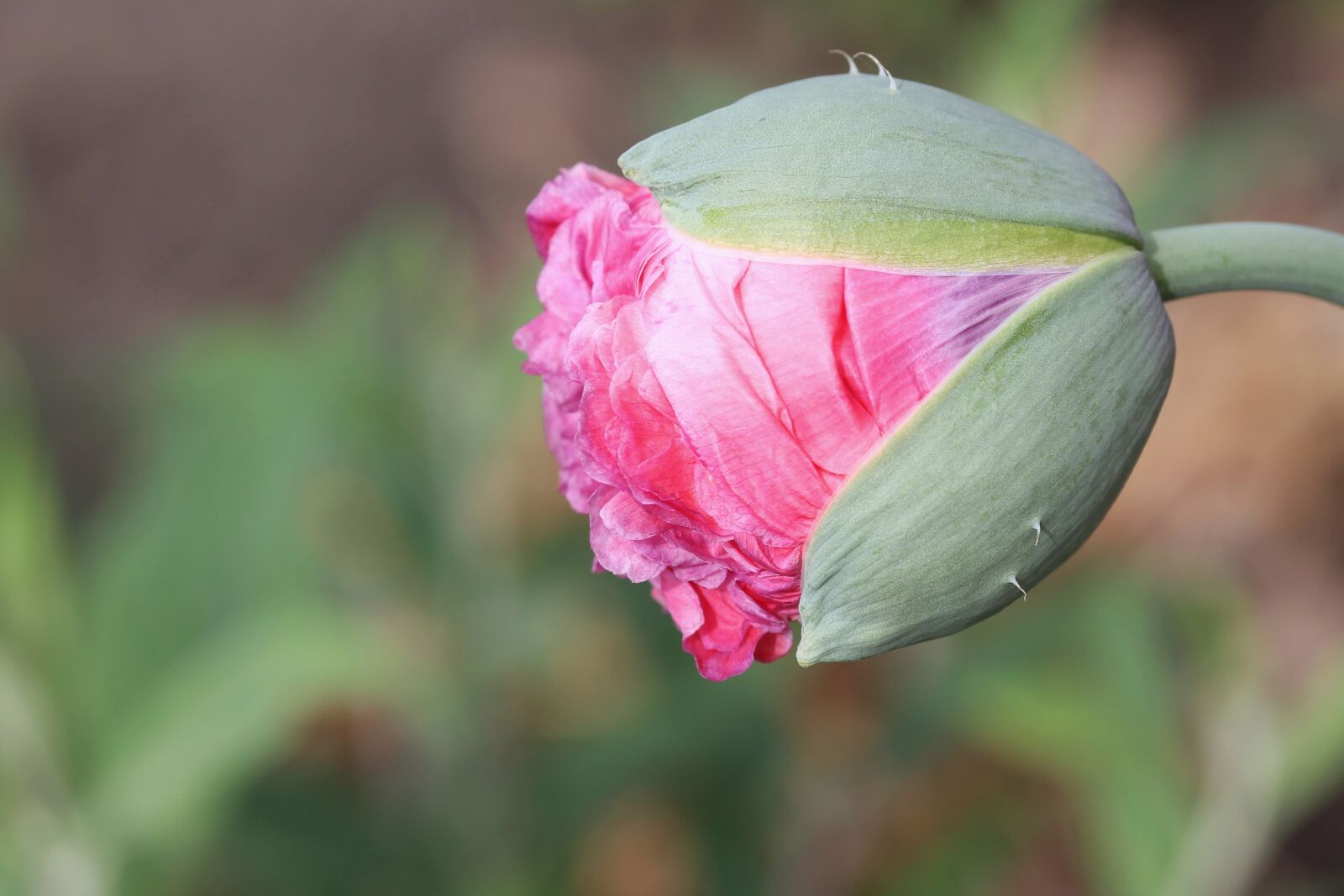 Canon EF-S 60mm F2.8 Macro USM sample photo. Poppy, pink, bud photography