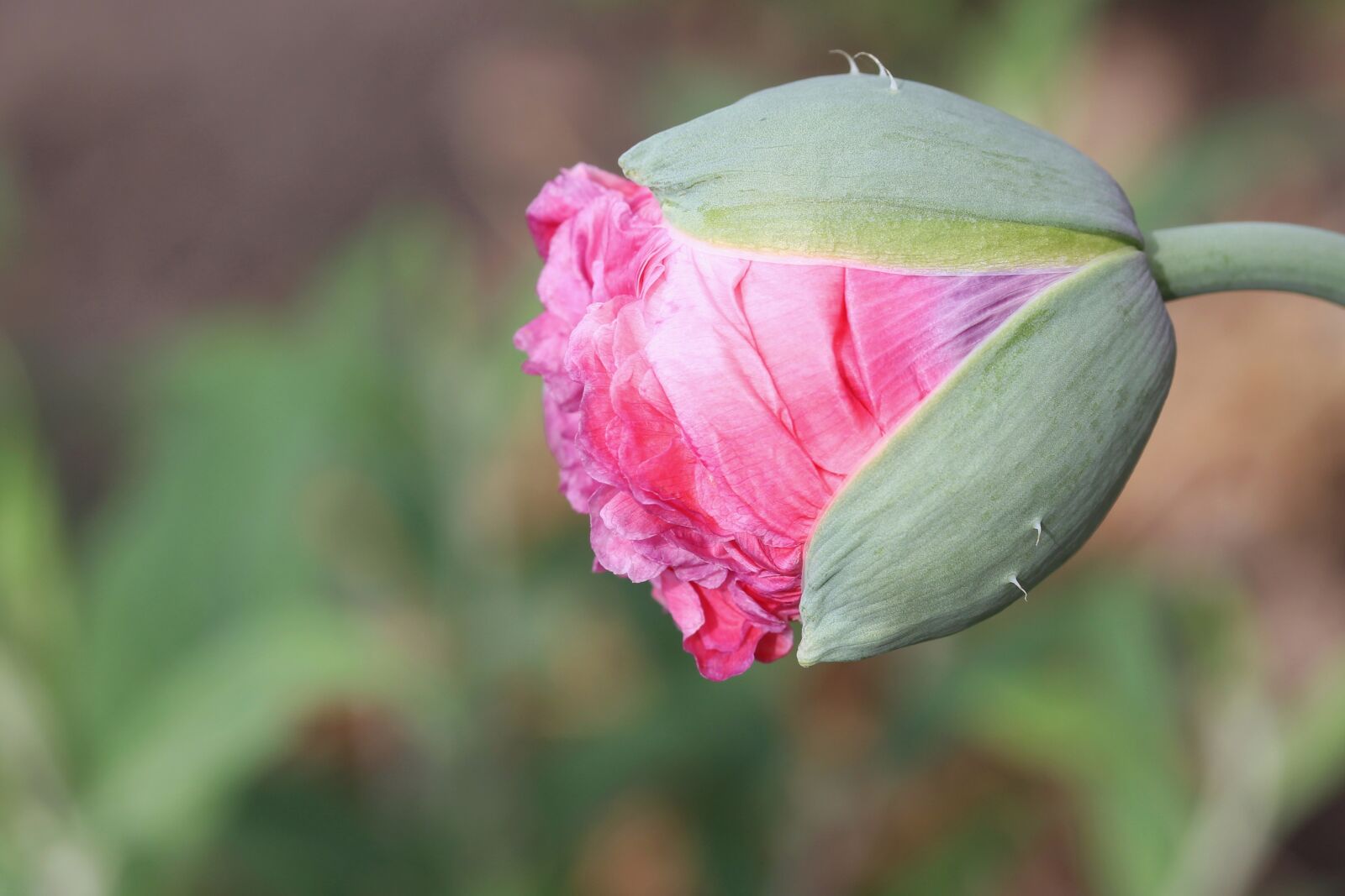 Canon EOS 1300D (EOS Rebel T6 / EOS Kiss X80) + Canon EF-S 60mm F2.8 Macro USM sample photo. Poppy, pink, bud photography