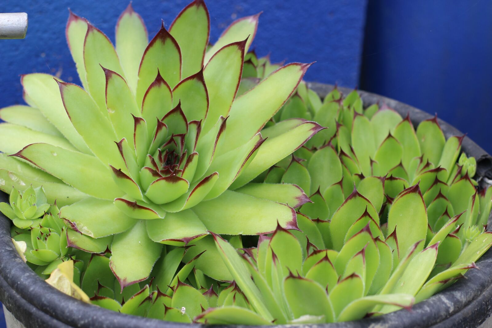 Canon EOS 600D (Rebel EOS T3i / EOS Kiss X5) sample photo. Crassulaceae, flower, succulent photography