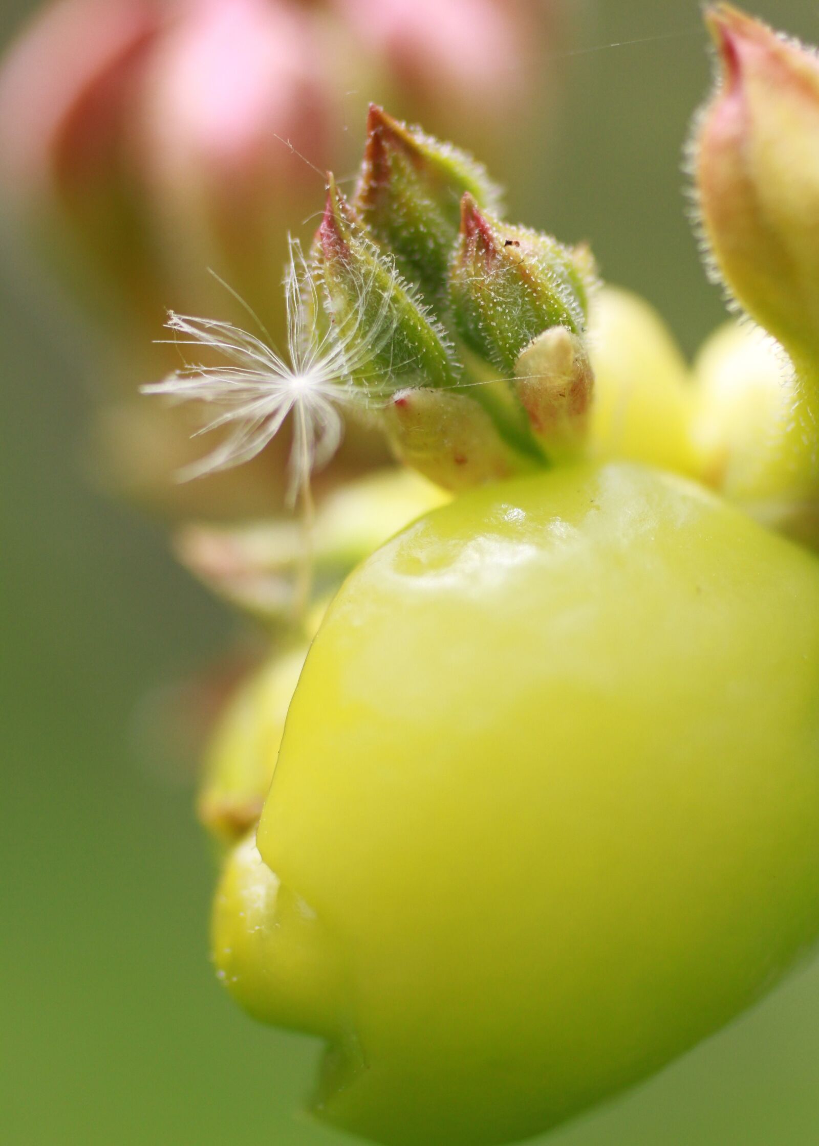 Canon EOS 7D sample photo. Nature, buds, blooming photography