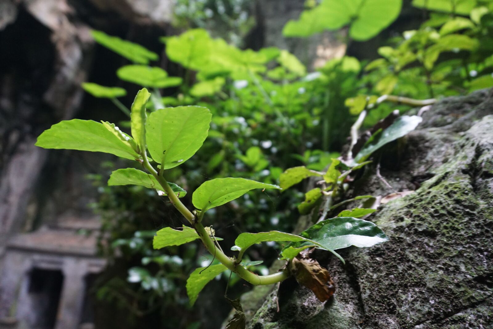 Sony a6000 sample photo. Tree, green, rock photography
